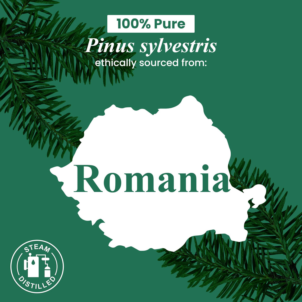 Handcraft Blends Pine Essential Oil – 1 Fl Oz | 100% Pure & Natural