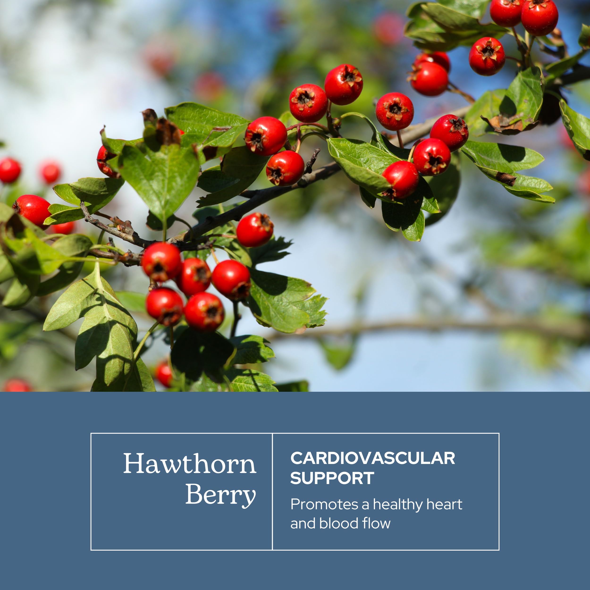 Eclectic Institute Hawthorn Berry – Raw Freeze-Dried, Non-GMO | 90 CT (500 mg)