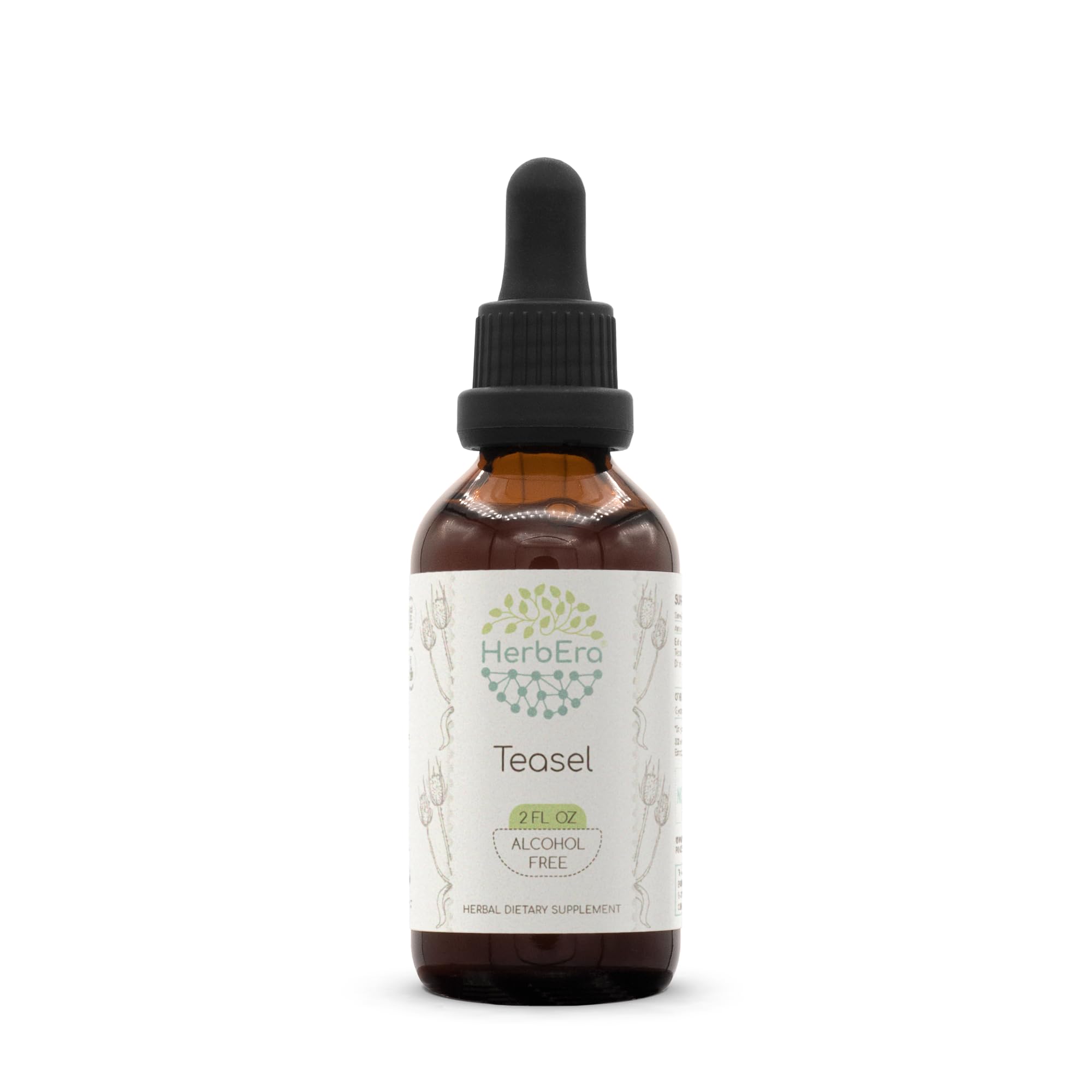 HerbEra Teasel B60 Alcohol-Free Herbal Extract Tincture, Concentrated Liquid Drops Natural Teasel (Dipsacus fullonum, Dipsacus sylvestris) 2 fl oz