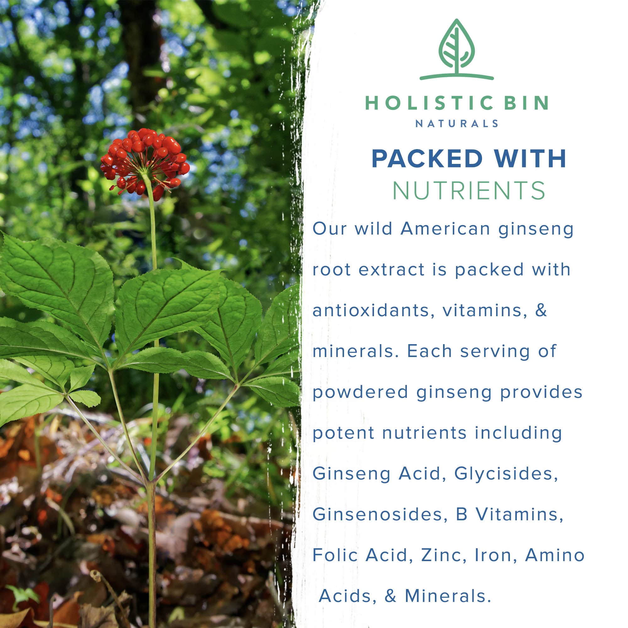 Holistic Bin Wild American Ginseng Powder – Pure Organic Ginseng (20+ Year Roots) 25g