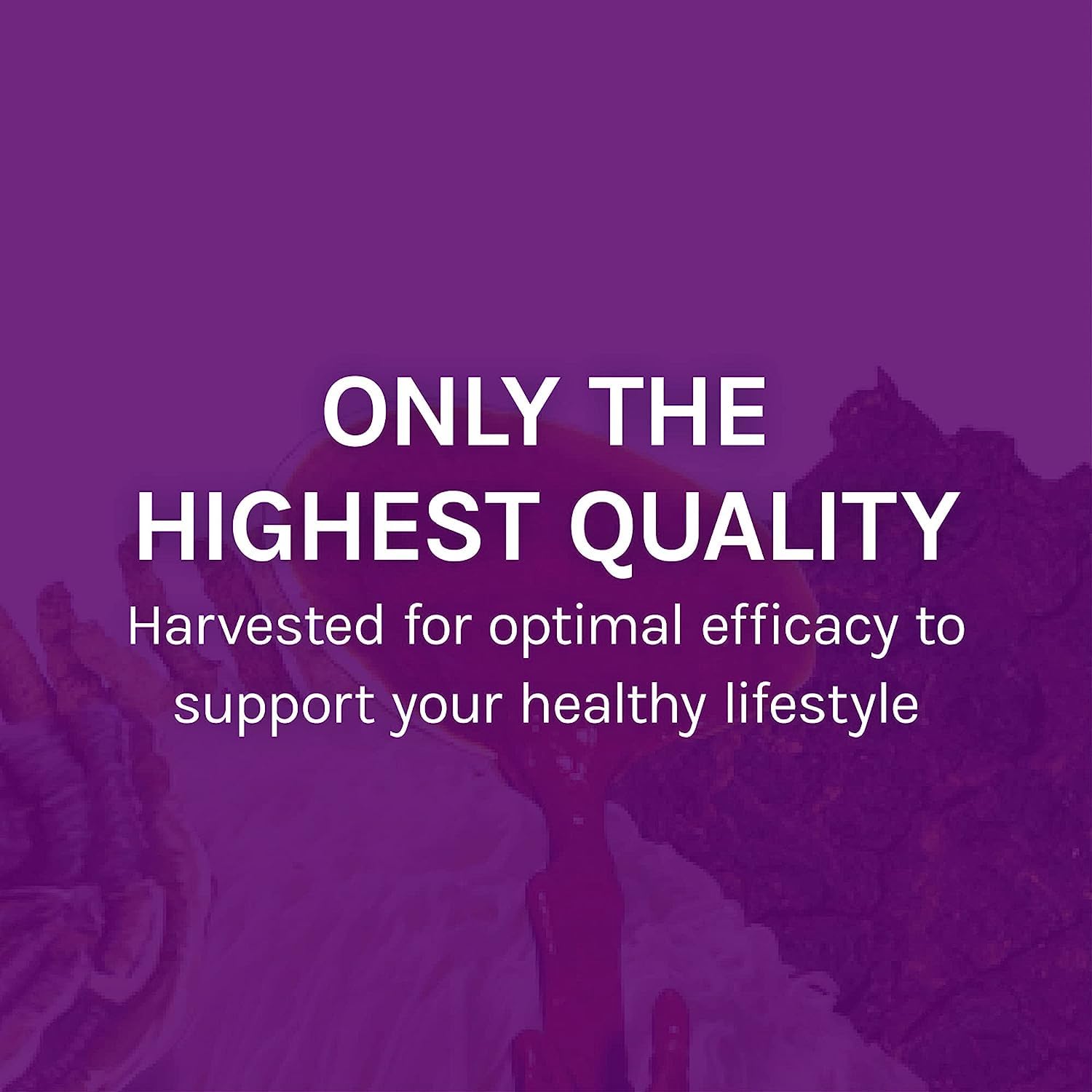 Host Defense MyCommunity Extract – 17-Species Mushroom Blend for Immune Support (4 fl oz)