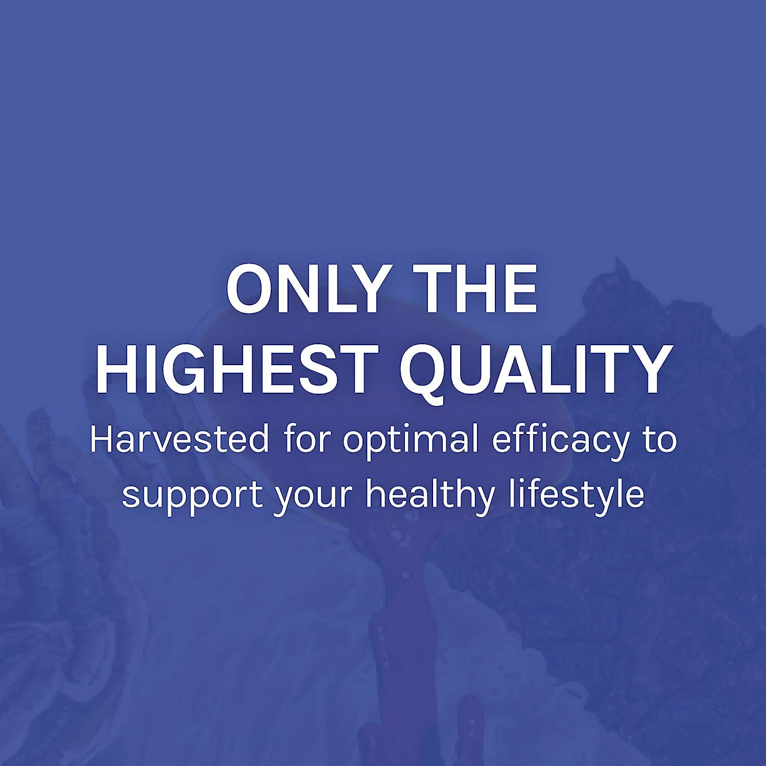 Host Defense Stamets 7-7 Species Blend – Immune Support Mushroom Supplement – 60 Capsules