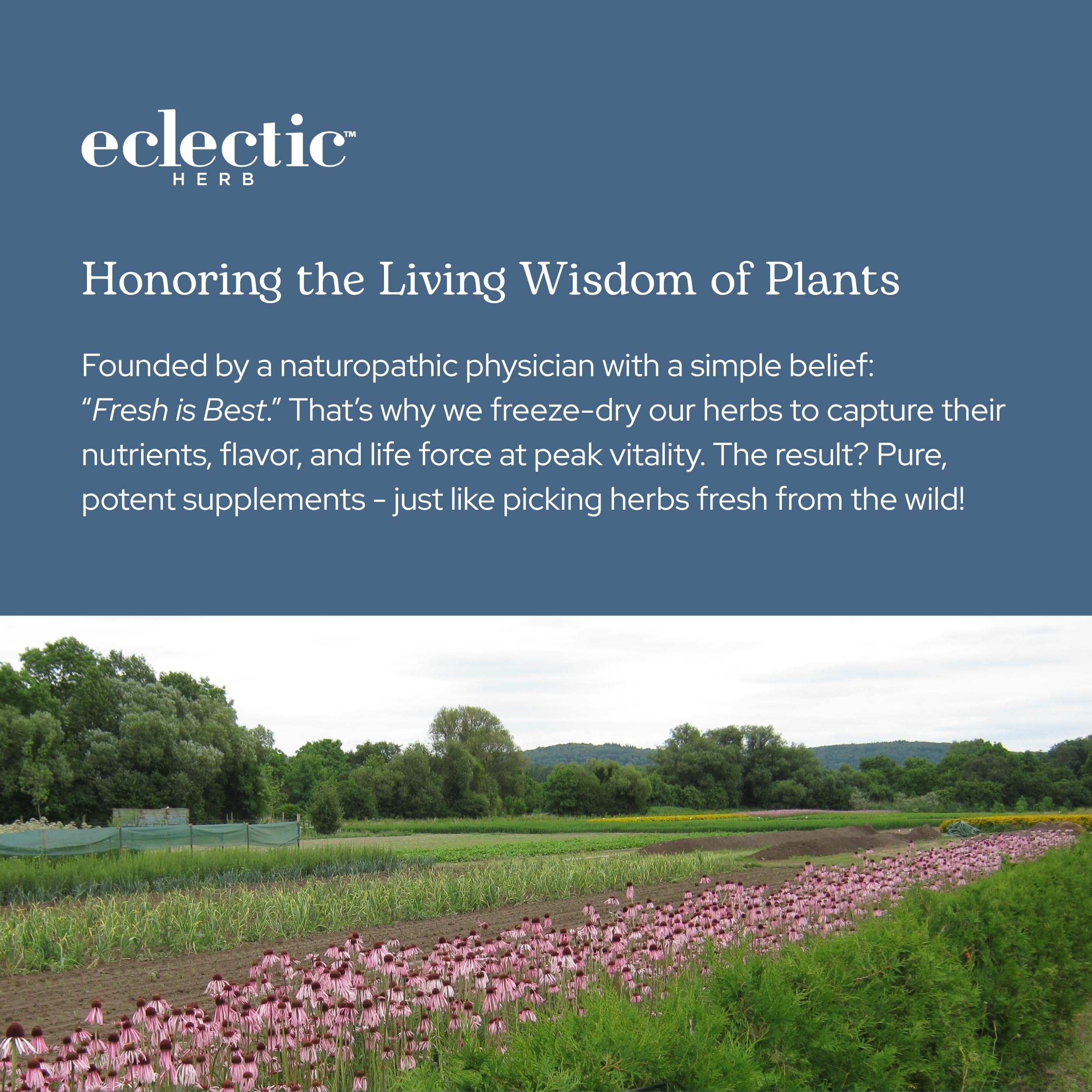 Eclectic Herb Bilberry Capsules | Vision Health & Cardiovascular Support | Vegan, Non-GMO