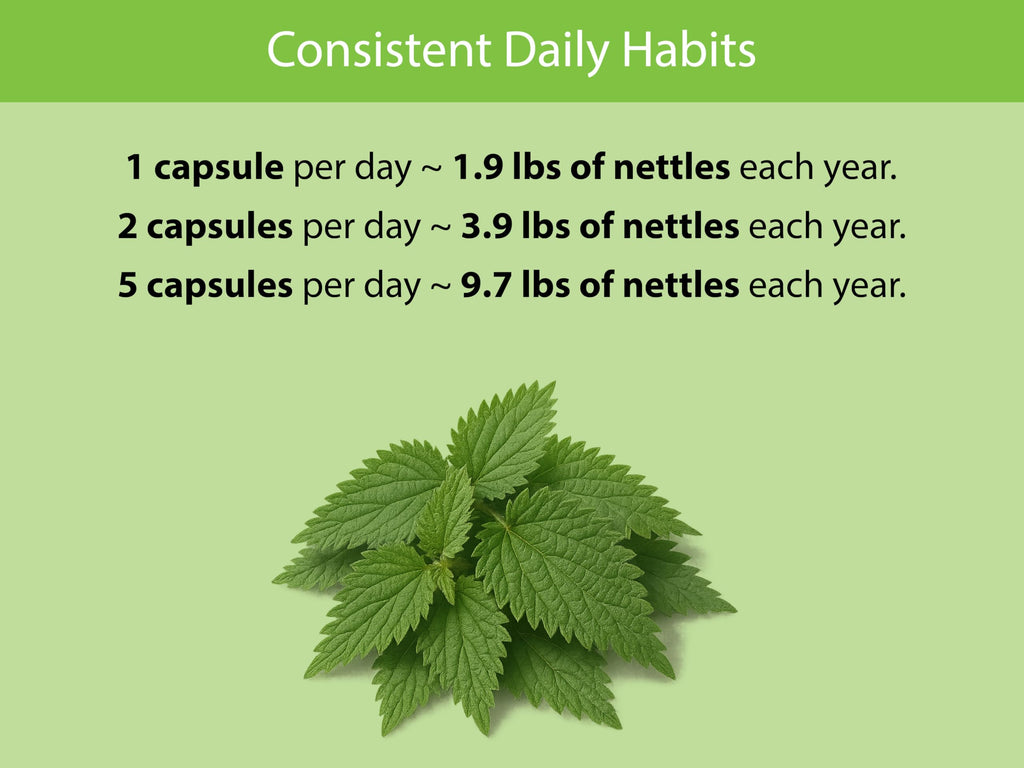KOYAH Organic Stinging Nettle Leaf Capsules – Freeze-Dried 300 mg (2,400 mg Fresh) – Immune & Respiratory Support – 60 Capsules