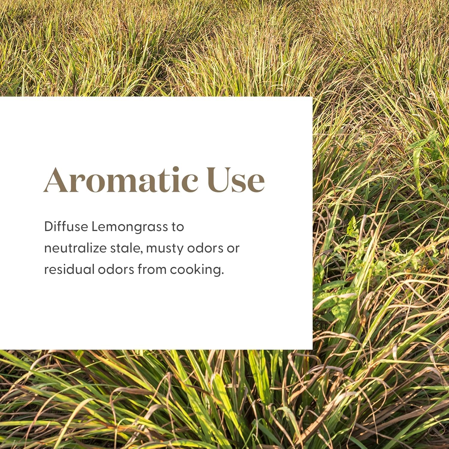 Lemongrass Essential Oil by Young Living – 15 mL | Topical & Aromatic