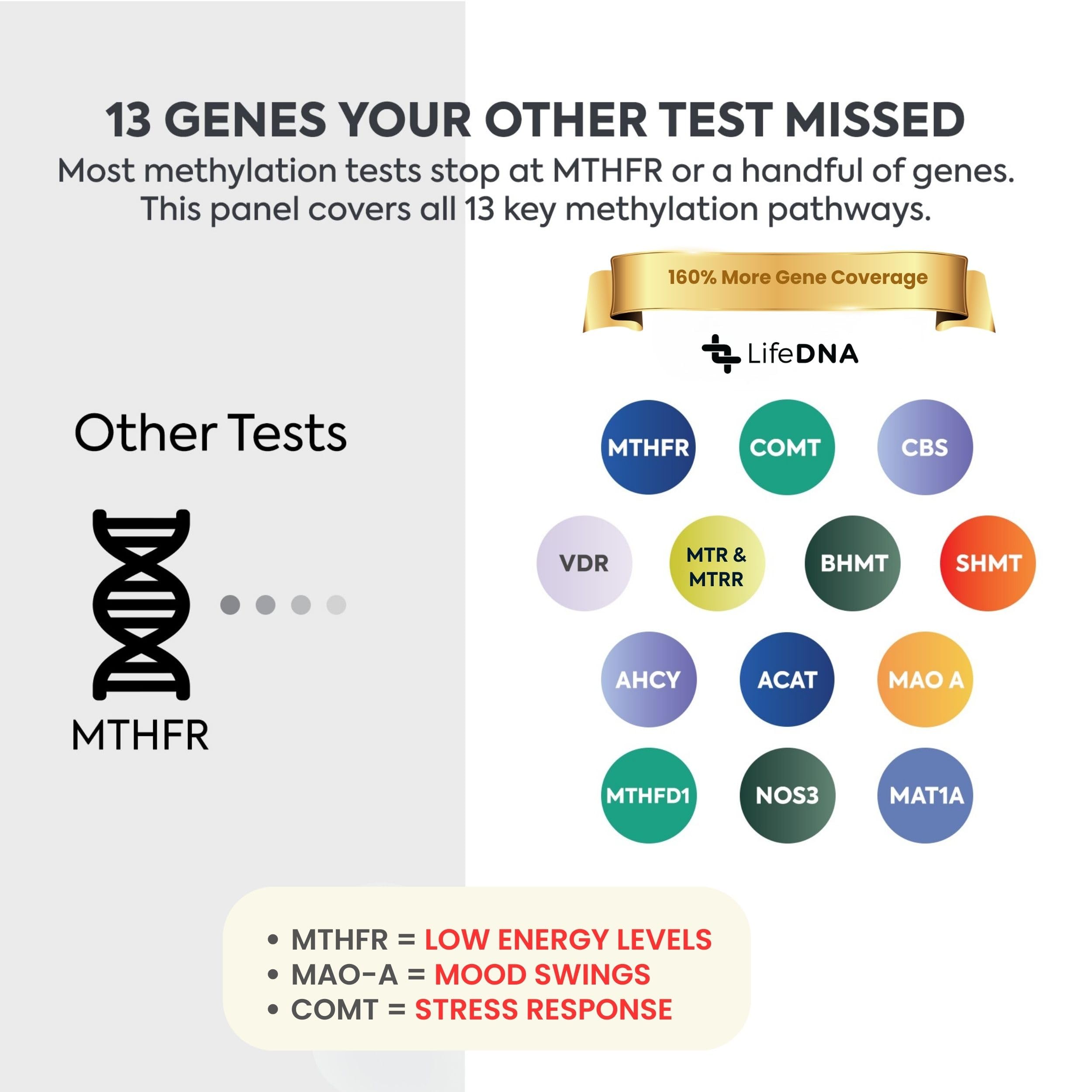 LifeDNA 13 Methylation Genes Test – Complete Wellness Analysis & 135+ Insights