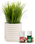 Lifelines Plant Diffuser Bundle — 2 ClickWick Essential Oil Blends | Rechargeable Faux Plant Diffuser & Modern Planter