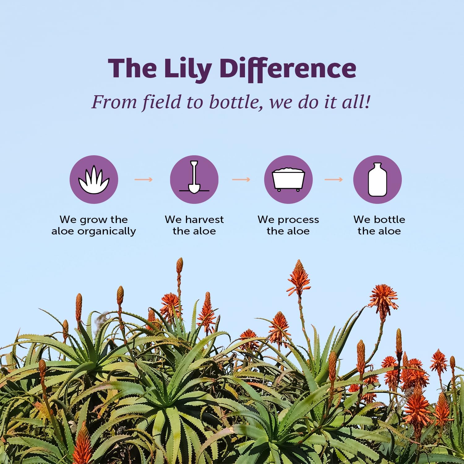 Lily Of The Desert Organic Aloe Vera Juice 2-Pack – Inner Fillet, Gut Health & Digestive Support, 32 Fl Oz Ea