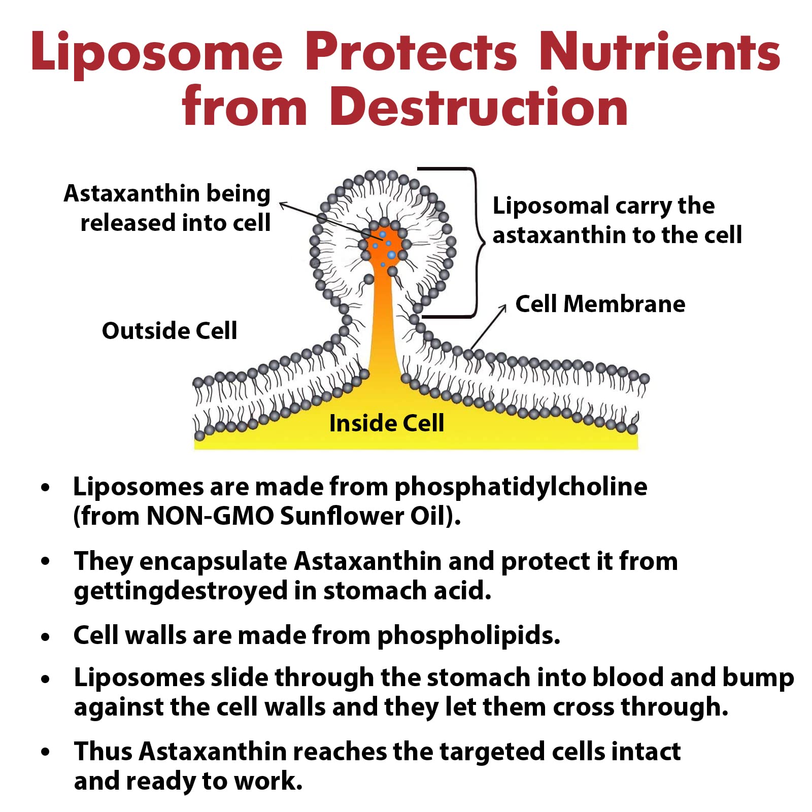 Liposomal Astaxanthin 24MG — Maximum Absorption, Non-GMO & Gluten Free, 120 Softgels
