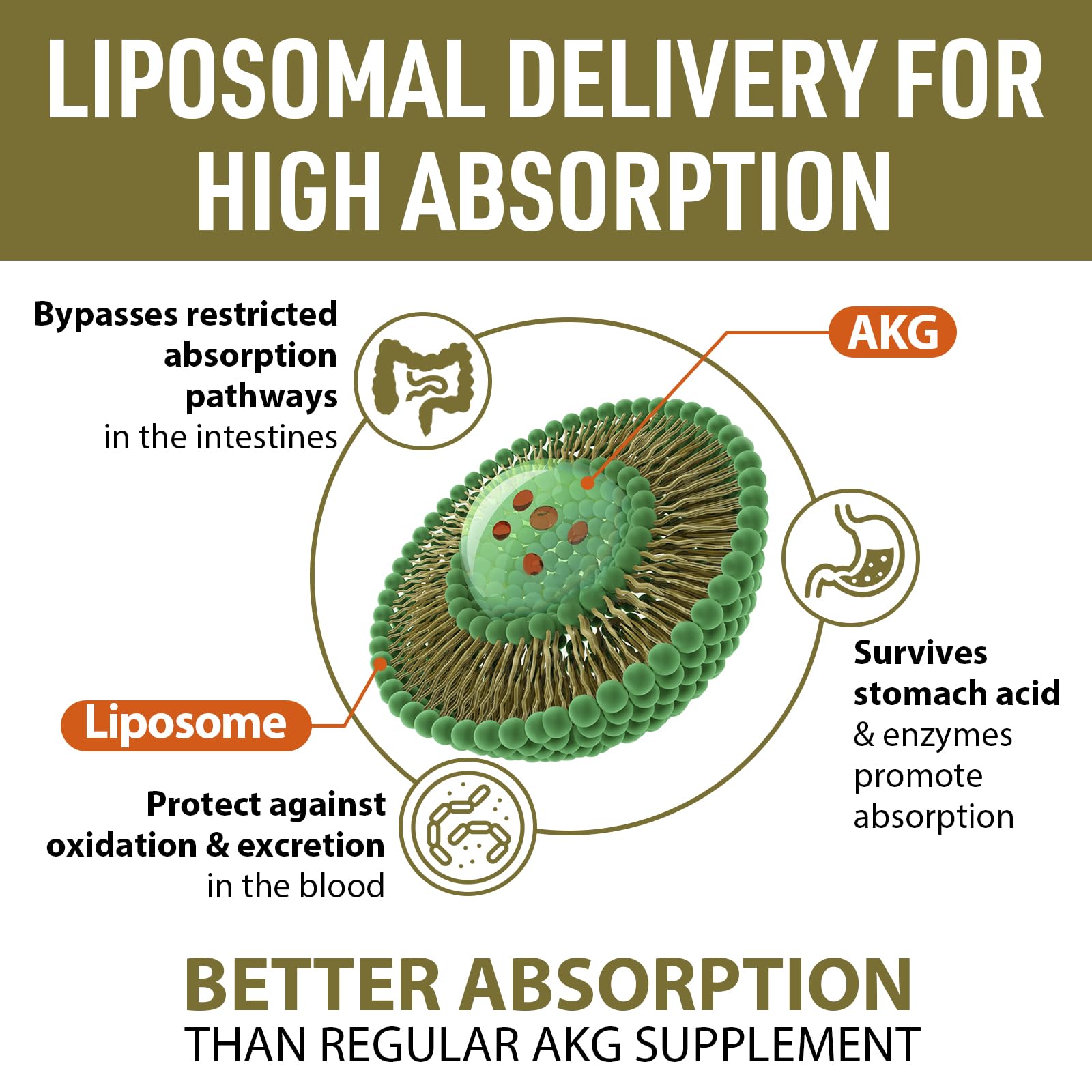 AJAXERRUE Liposomal Calcium AKG 1500 MG – Enhanced Absorption, Longevity & Energy Support, 240 Softgels
