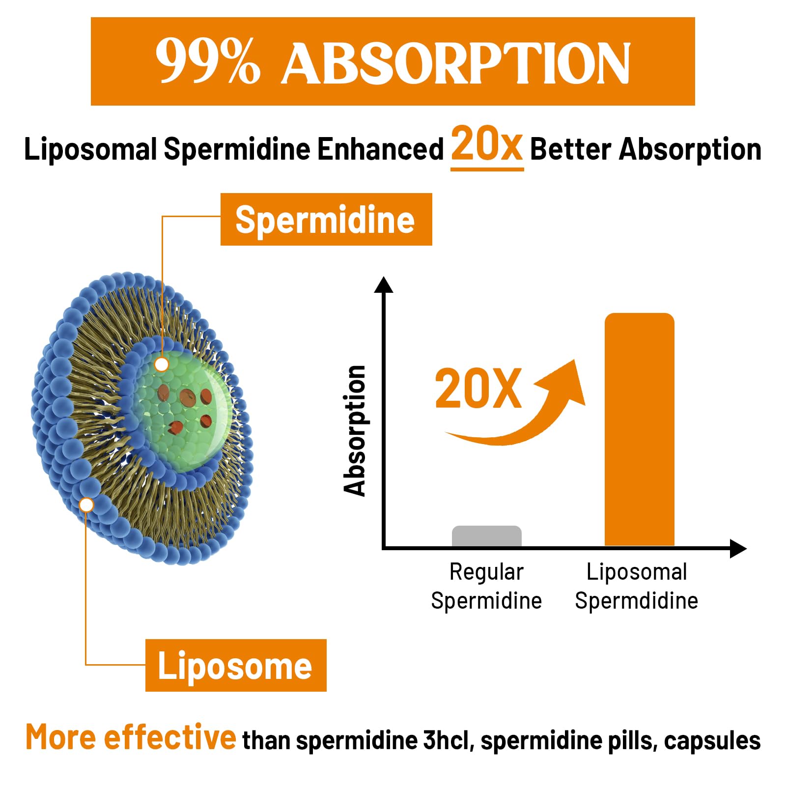 30mg Spermidine – Longevity, High Absorption Liposomal, 120 Softgels