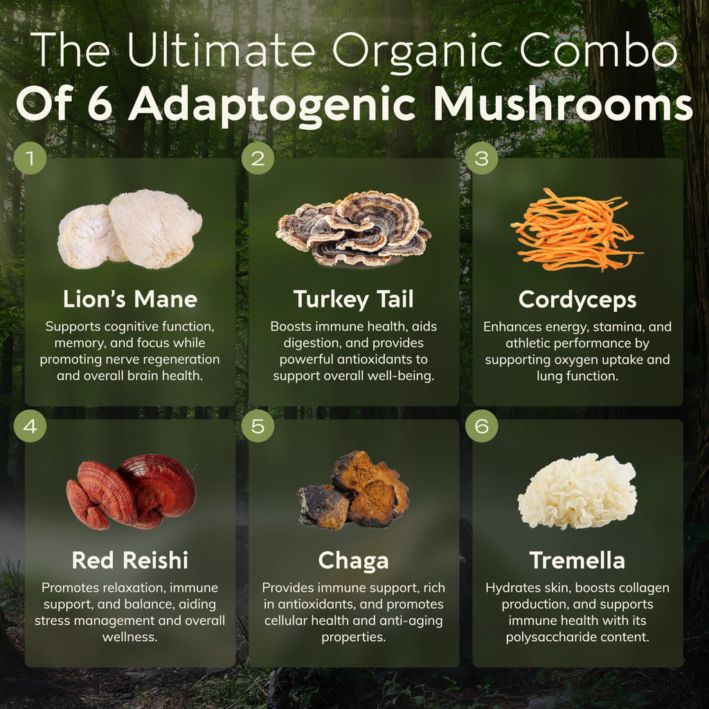 Longevity Botanicals Super Six Organic Mushroom Blend 100g | Reishi, Lion’s Mane, Chaga, Cordyceps, Tremella & Turkey Tail | Extract Powder Mix | 10:1 Ratio | 100% Fruiting Bodies | Mushroom Complex
