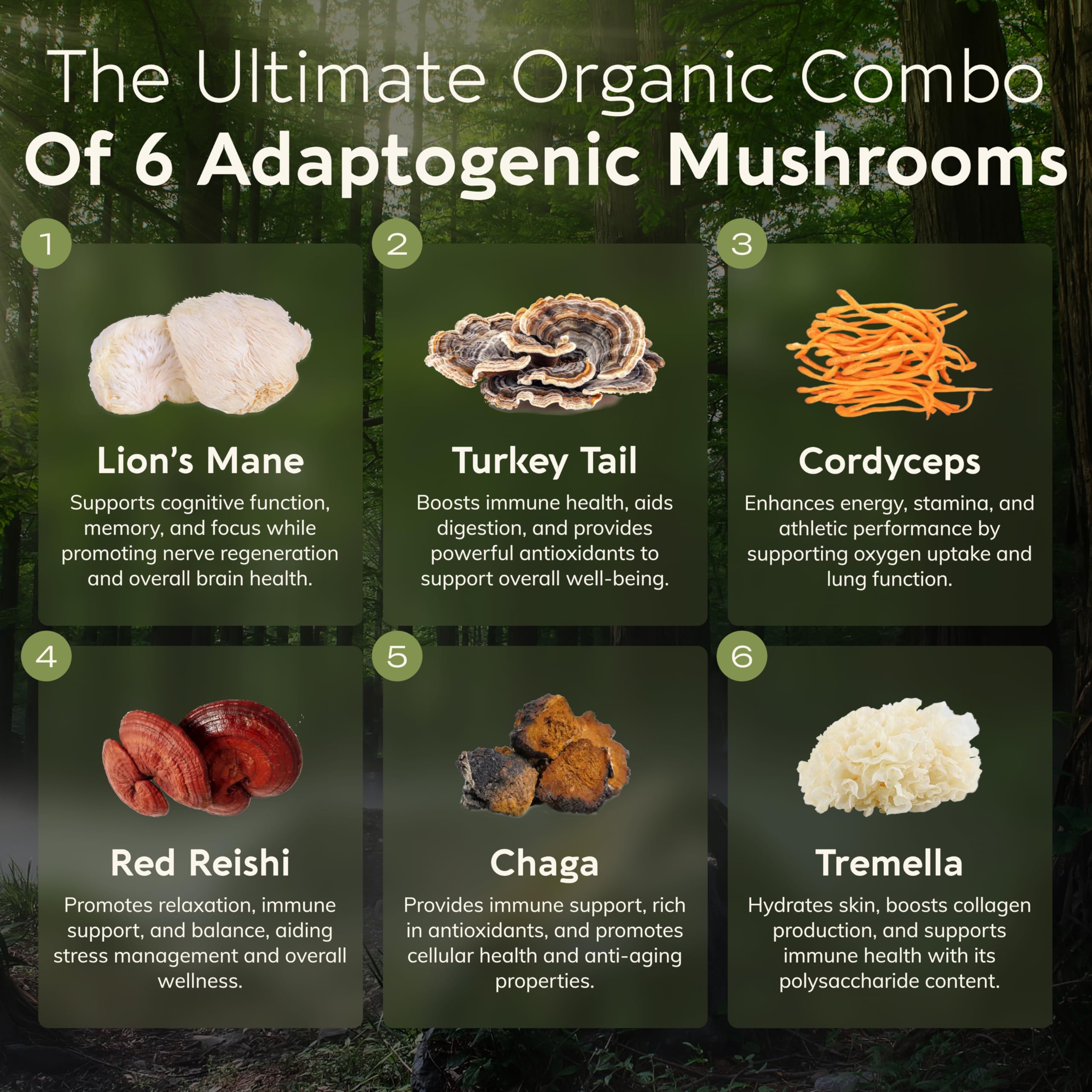 Longevity Botanicals Super Six Organic Mushroom Blend 100g | Reishi, Lion’s Mane, Chaga, Cordyceps, Tremella & Turkey Tail | Extract Powder Mix | 10:1 Ratio | 100% Fruiting Bodies | Mushroom Complex