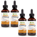 Maxx Herb Astragalus Root Extract – Max Strength Liquid Tincture for Immune Support & Mental Clarity – 4 Bottles, 4 Oz Each (240 Servings)