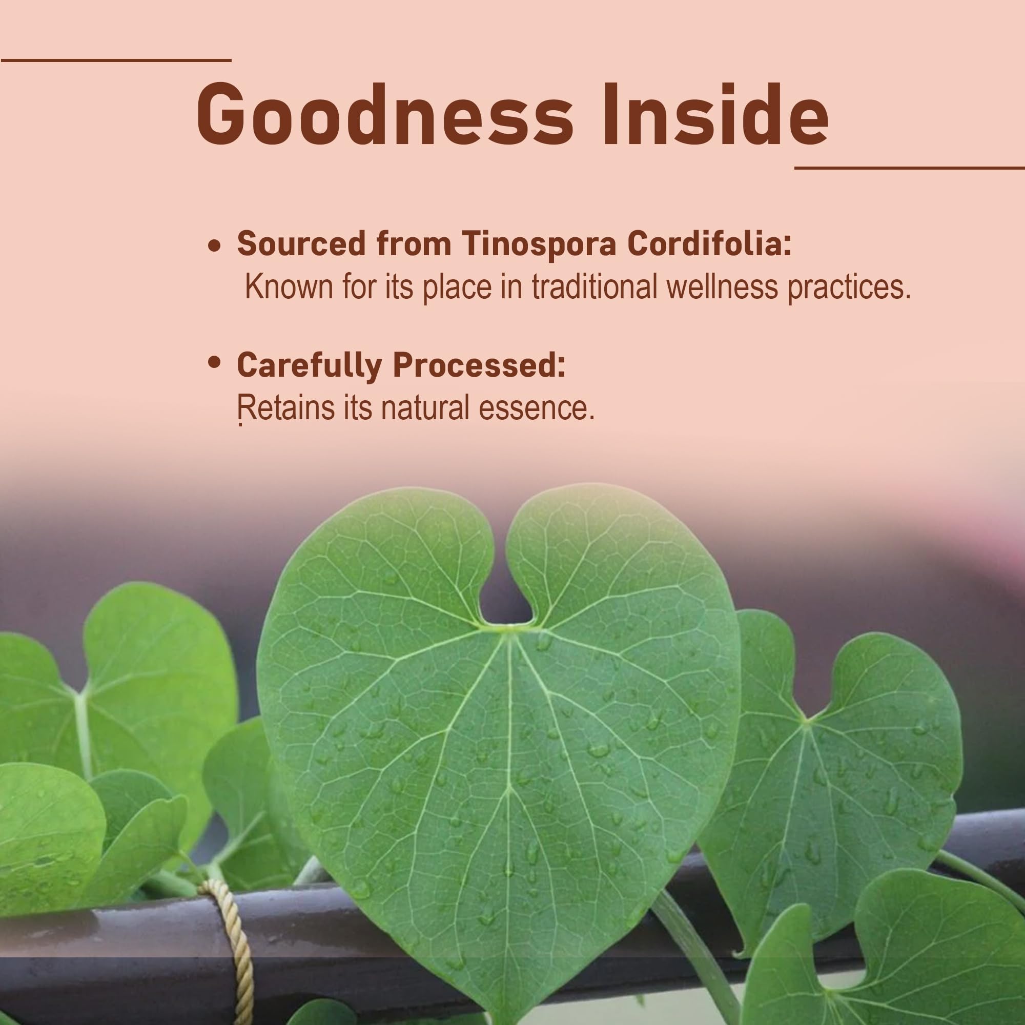 Guduchi Powder (Giloy) – Tinospora Cordifolia | Supports Digestion & Immunity | 227g (8oz) | Resealable Pouch