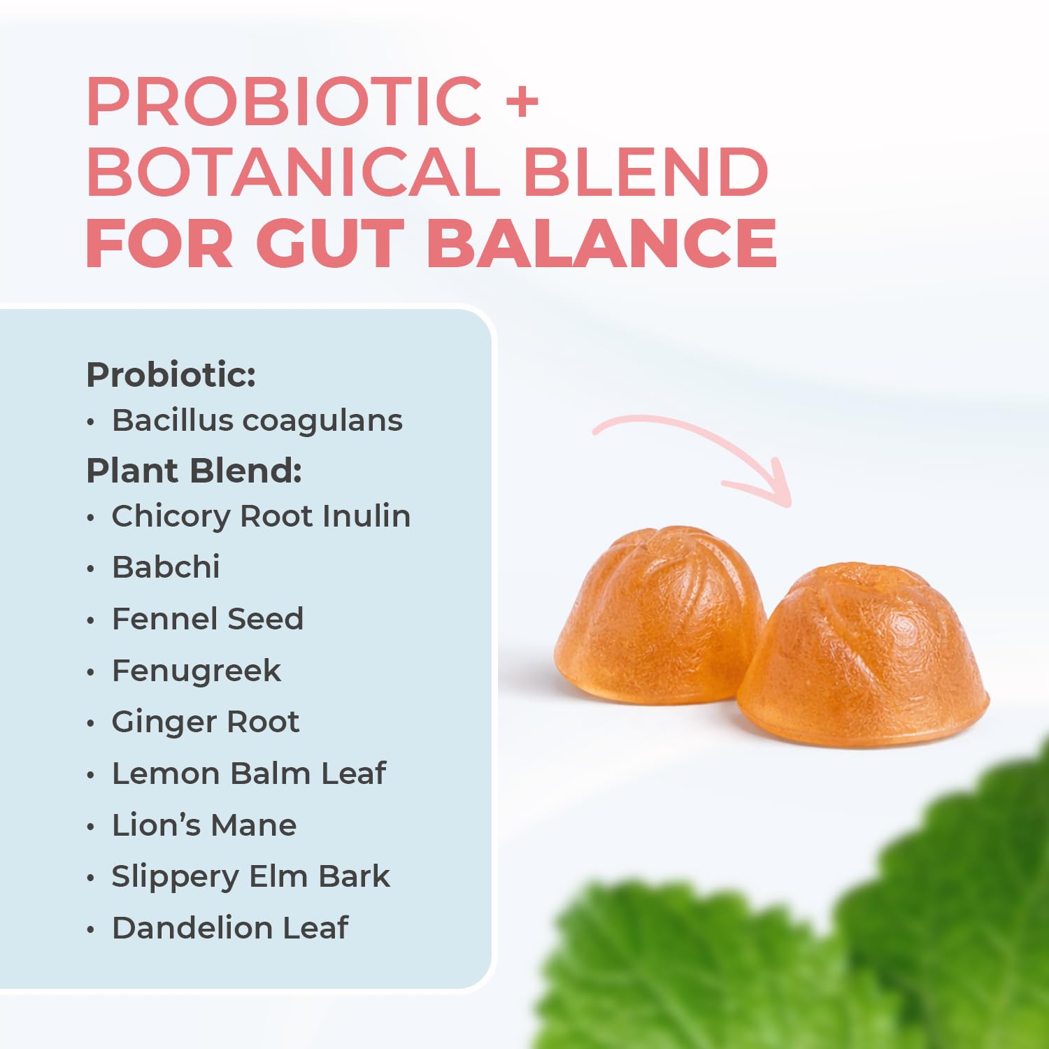 Nature's NutriWave PrimeBiome Probiotic Gummies – Plant-Based, Non-GMO, 30 Gummies, 6-Month Supply | GMP Certified