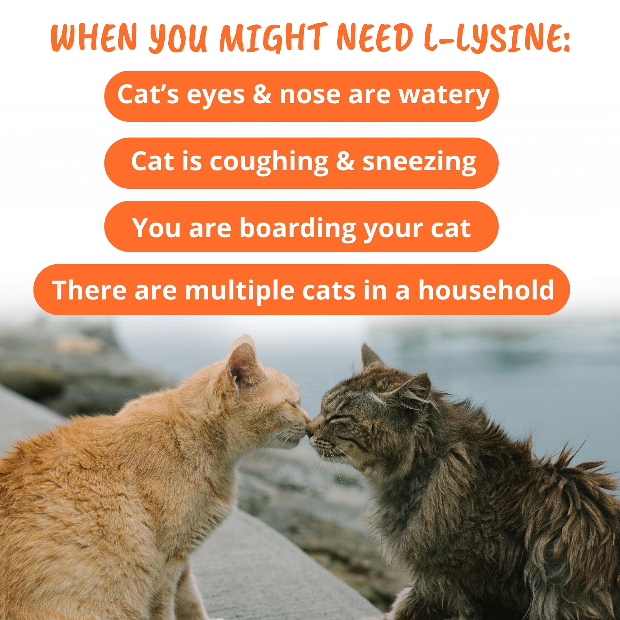 Under the Weather Pet Daily Cat L-Lysine | Immune Support & Respiratory Health | 60 Star Shaped Soft Chews