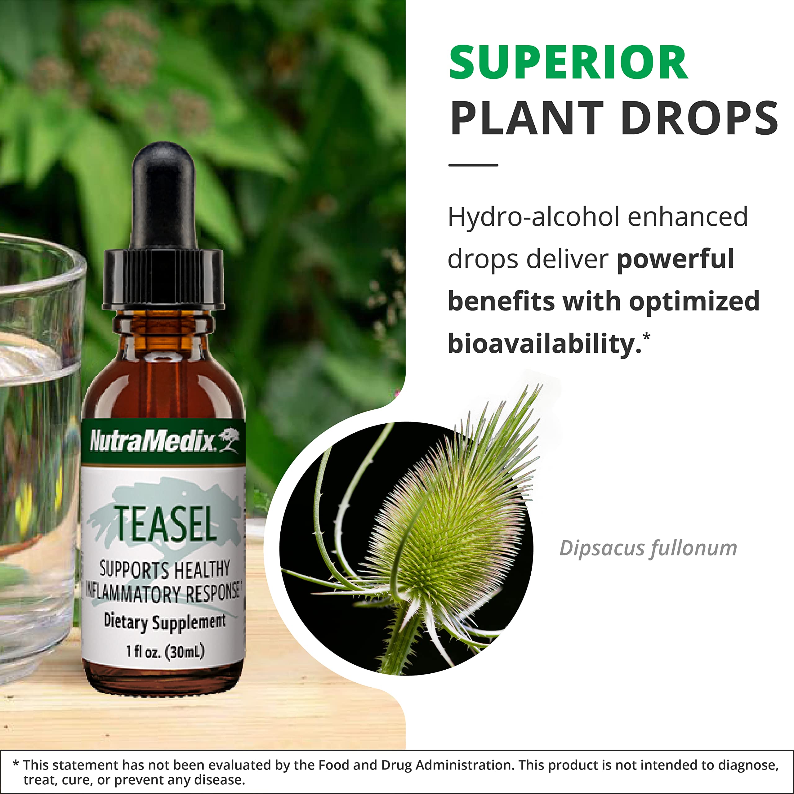 NutraMedix Teasel Root Wellness Drops – Fuller’s Teasel Extract | Antioxidant Support (1oz/30ml)