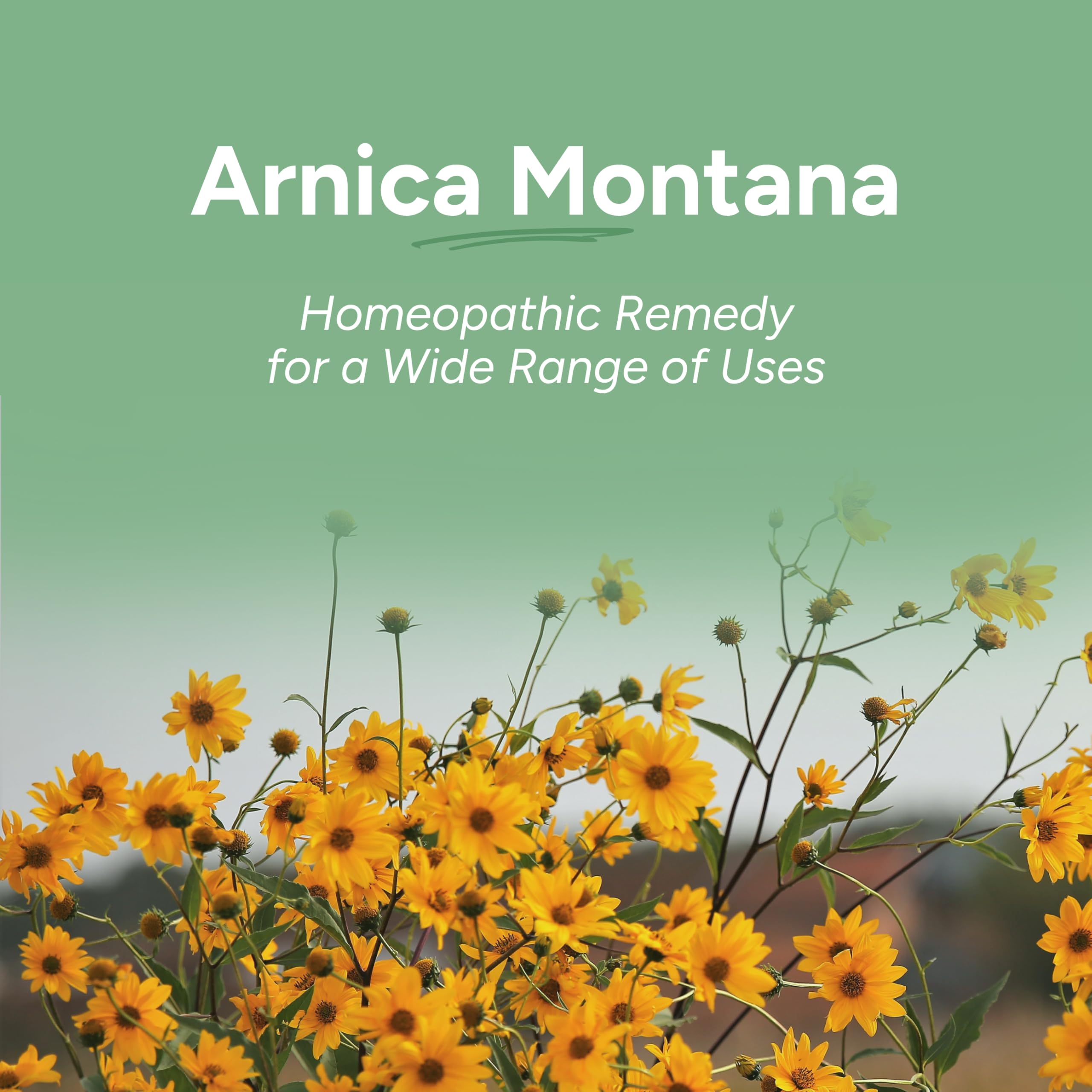 OLLOIS Arnica Montana 6C – Organic, Lactose-Free Homeopathic Pellets (80 Pellets)