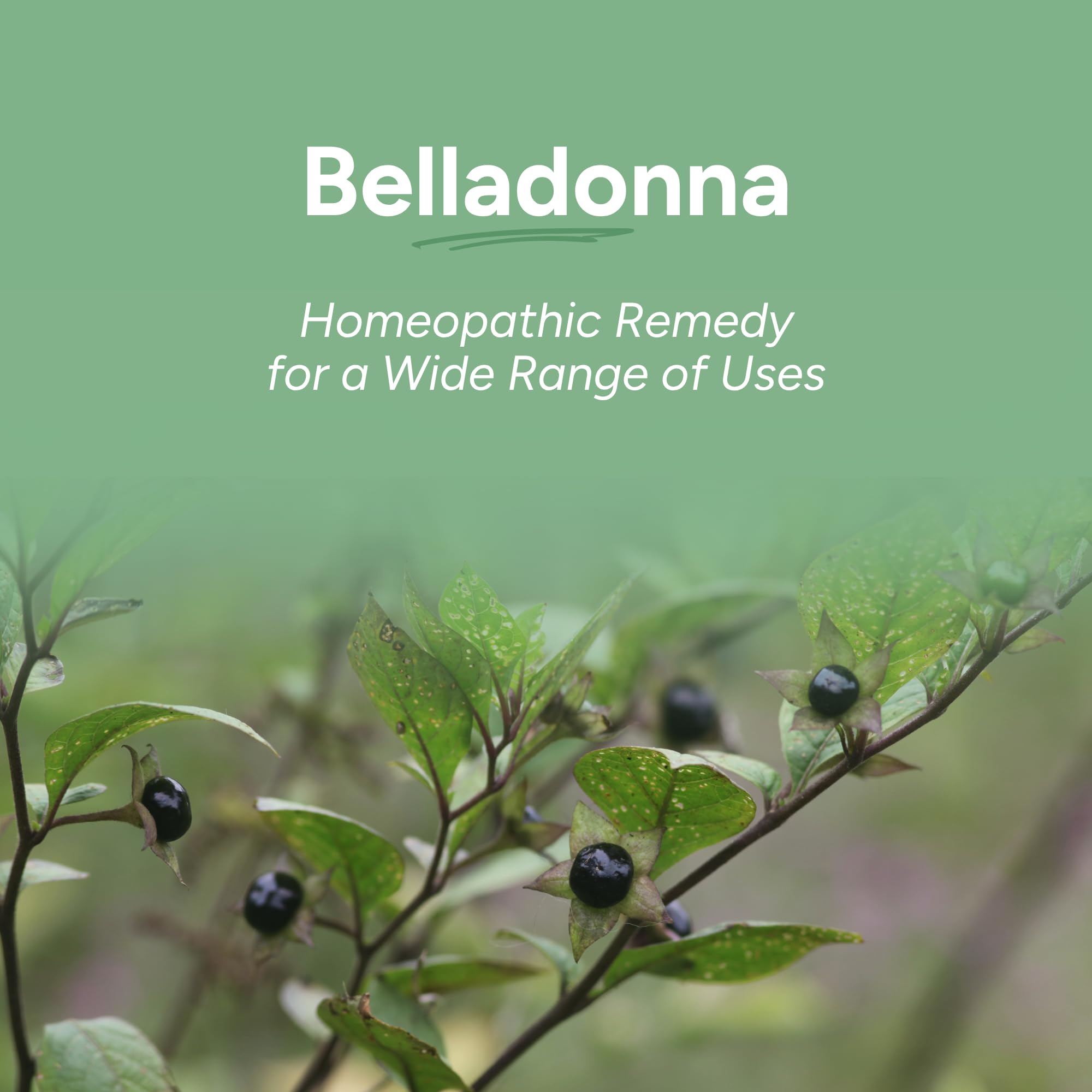 OLLOIS Belladonna 30C Organic Homeopathic Medicine – Lactose-Free, Kosher, 80 Pellets (Pack of 3)