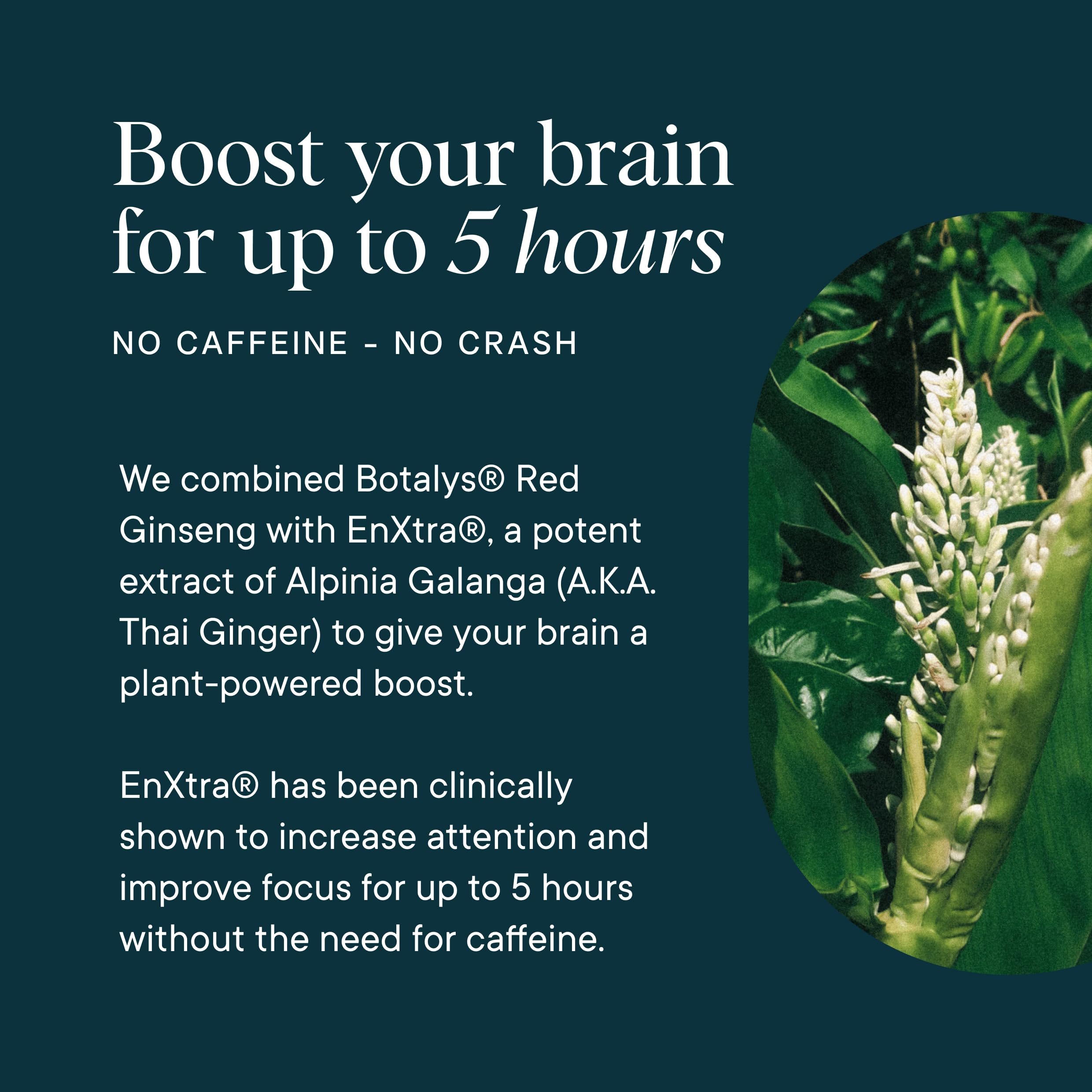 Ora Organic Brain Health Supplement for Focus, Mental Energy & Memory - Panax Red Ginseng, Bacopa Monnieri, Alpha GPC & EnXtra - 60 Capsules