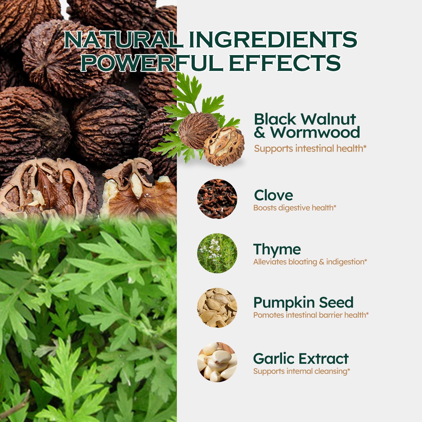 ORGANIHERBENCE Black Walnut & Wormwood Digestive Drops – 2oz | Digestive Support