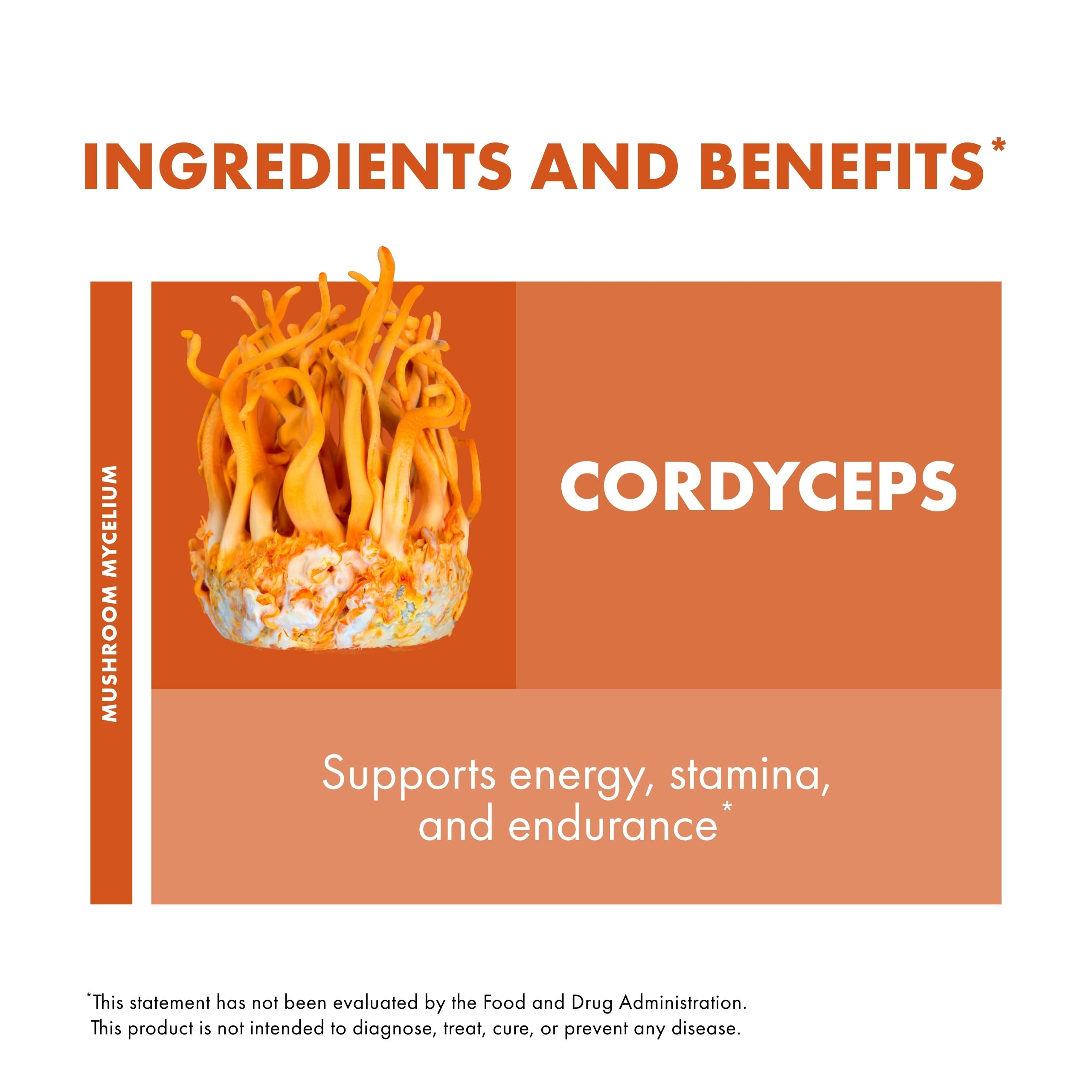 Host Defense Cordyceps Extract – Immune & Energy Support (1 fl oz)