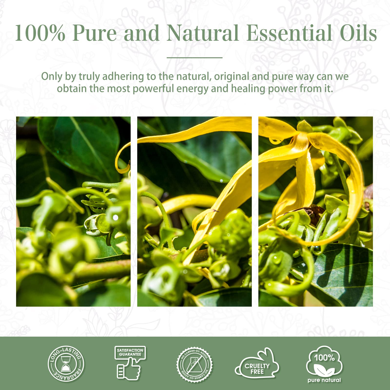 PHATOIL Ylang Ylang Essential Oil 30ml – Premium Aromatherapy, Diffuser & DIY