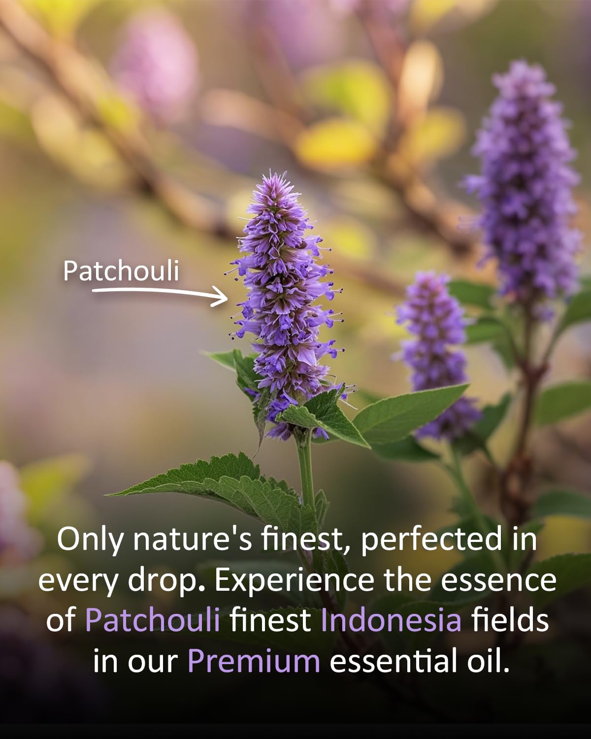 Airoomoil Pure Patchouli Essential Oil — 100% Natural, Premium Grade (4 oz / 120 ml)