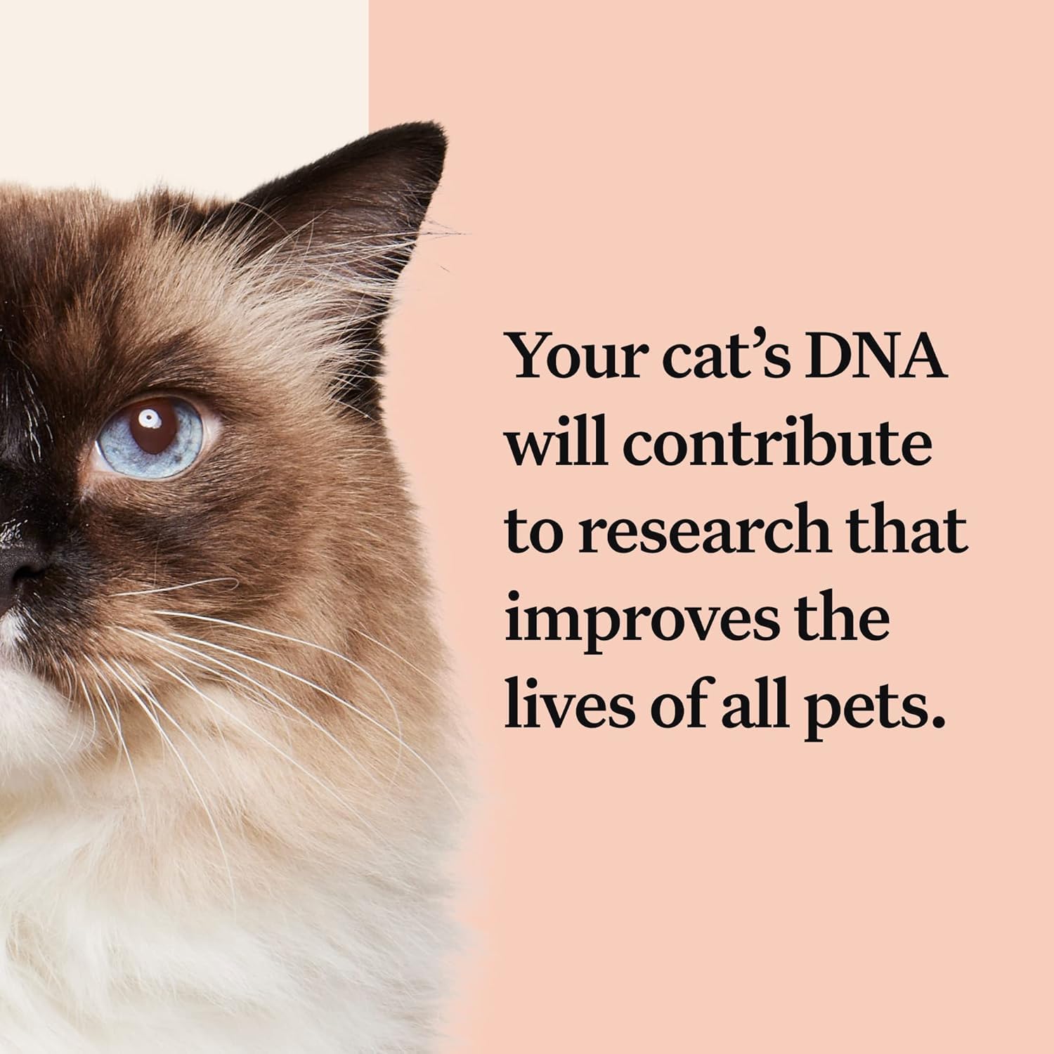 Wisdom Panel Complete Cat DNA Test - 70+ Breeds, 45 Health Conditions
