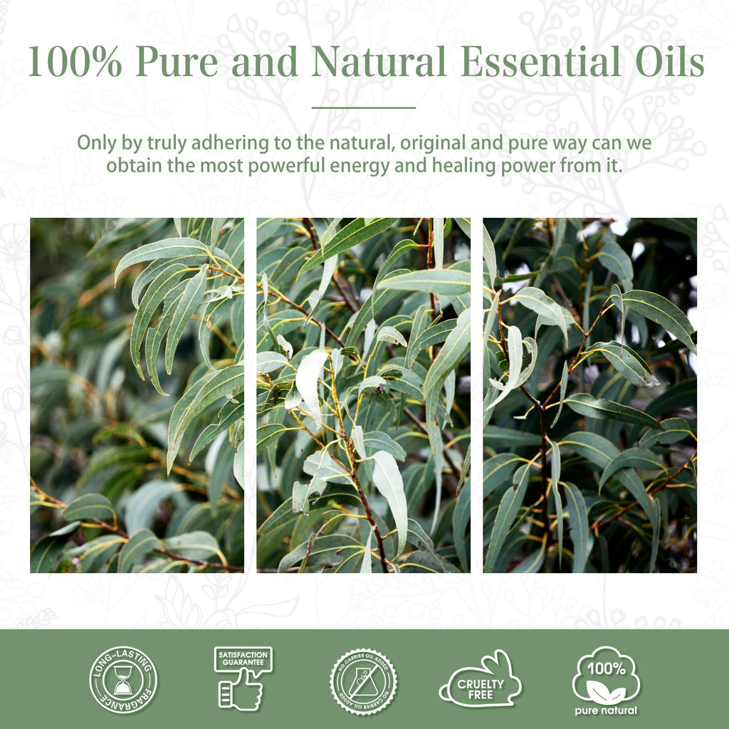 PHATOIL Eucalyptus Essential Oil 30ml – Pure Eucalyptus Oil for Diffusers, Aromatherapy & DIY Crafts