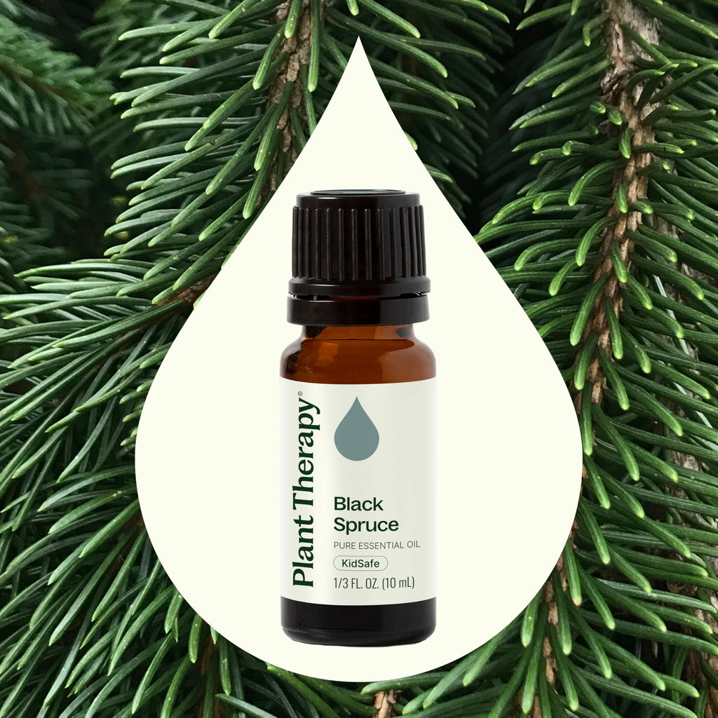 Plant Therapy Black Spruce Essential Oil 10 mL | 100% Pure, Therapeutic Grade