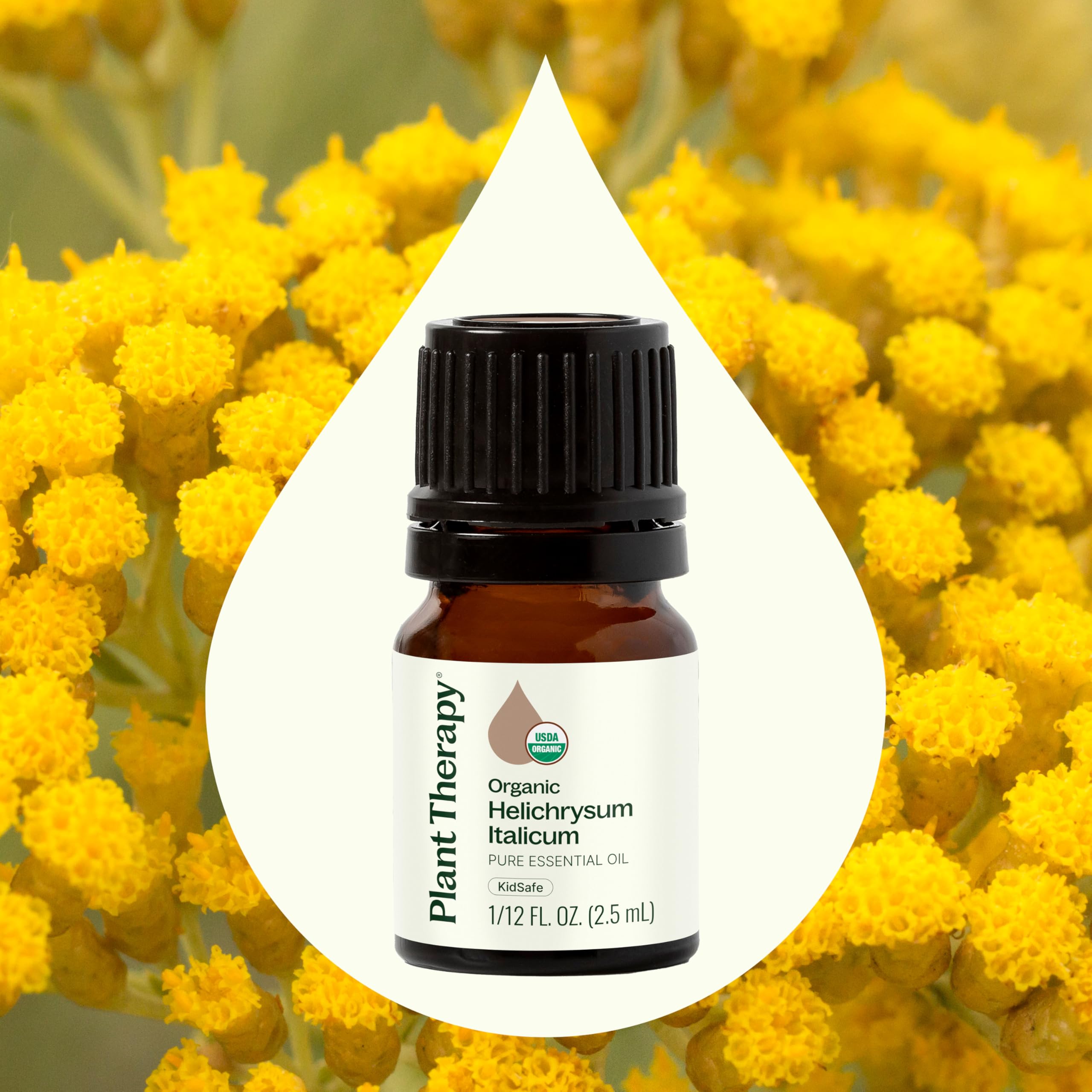 Plant Therapy Helichrysum Italicum Essential Oil 2.5 mL – 100% Pure, USDA Organic, Therapeutic Grade