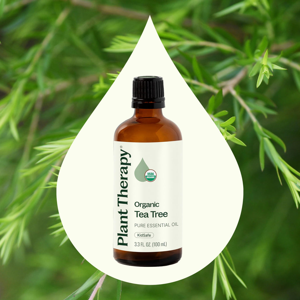 Plant Therapy Tea Tree Oil – 100 mL (3.3 oz) | 100% Pure, USDA Organic, Undiluted, Therapeutic Grade