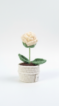 The Everlasting Queen Rose