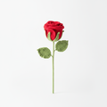 Enchanting Single Rose