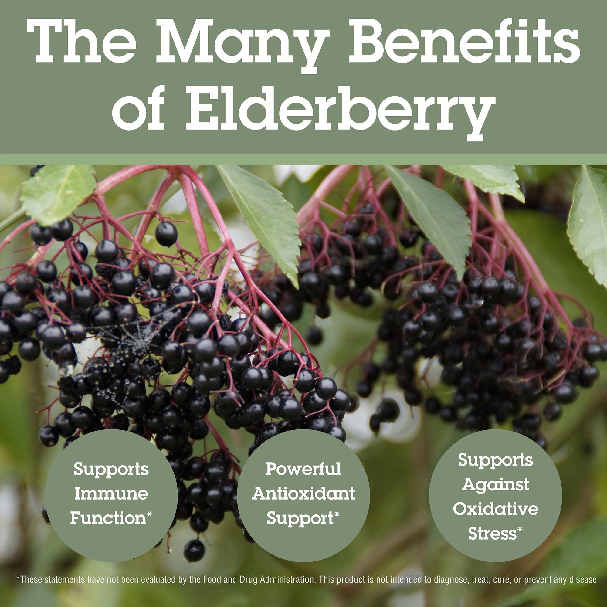 Quantum Health Black Elderberry Supplement – Sambucus Nigra Extract 400mg | Immune Support, 60 Capsules