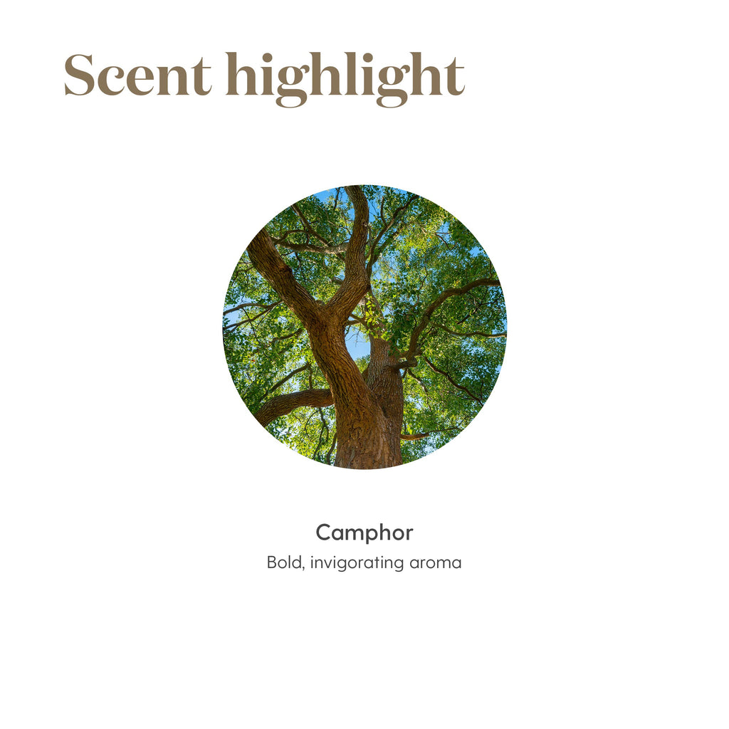 Young Living Ravintsara Essential Oil 5ml | Invigorating Aroma for Yoga, Meditation & Healthy-Looking Skin