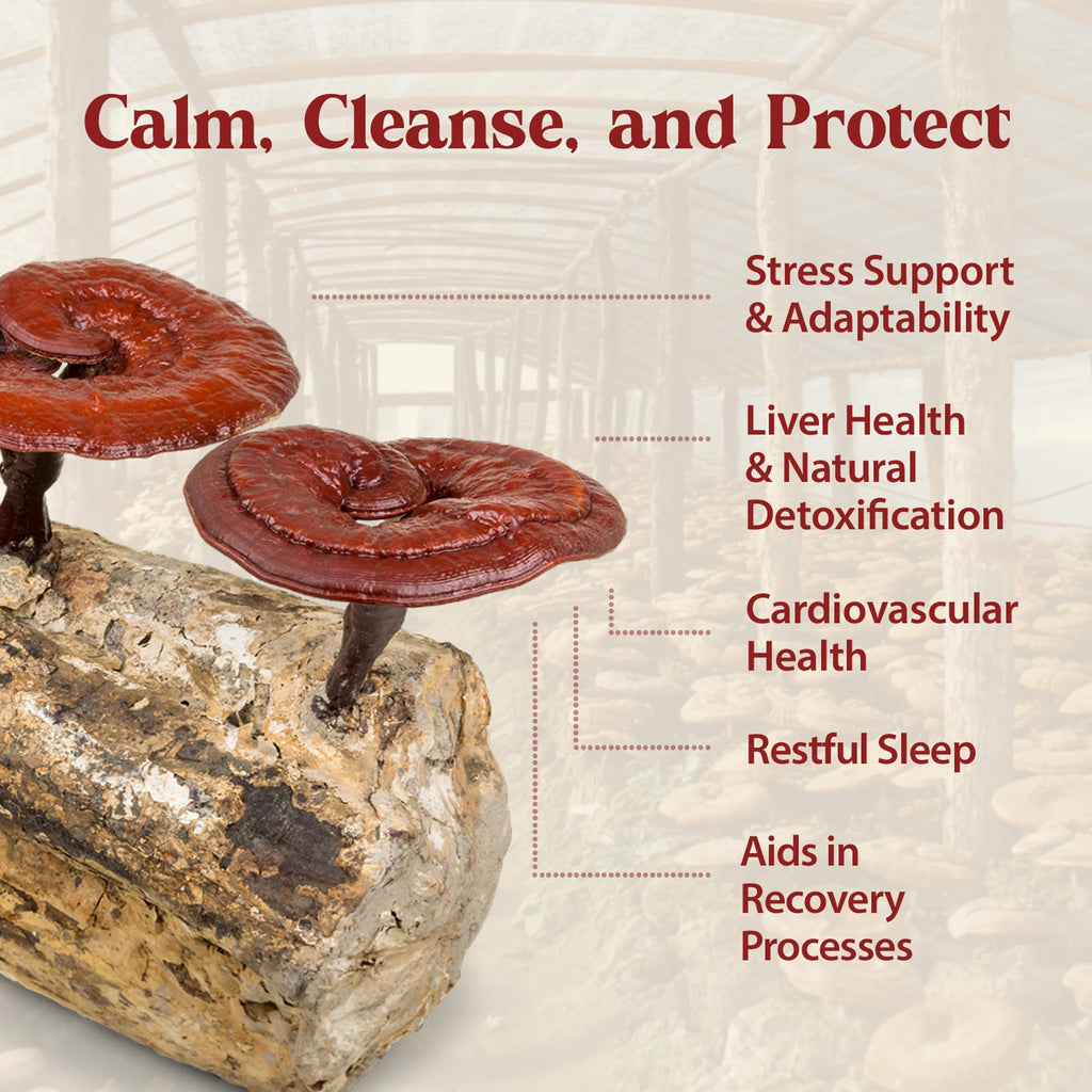Dragon Herbs Duanwood Reishi Drops – Organic Mountain Grown Mushroom Tincture