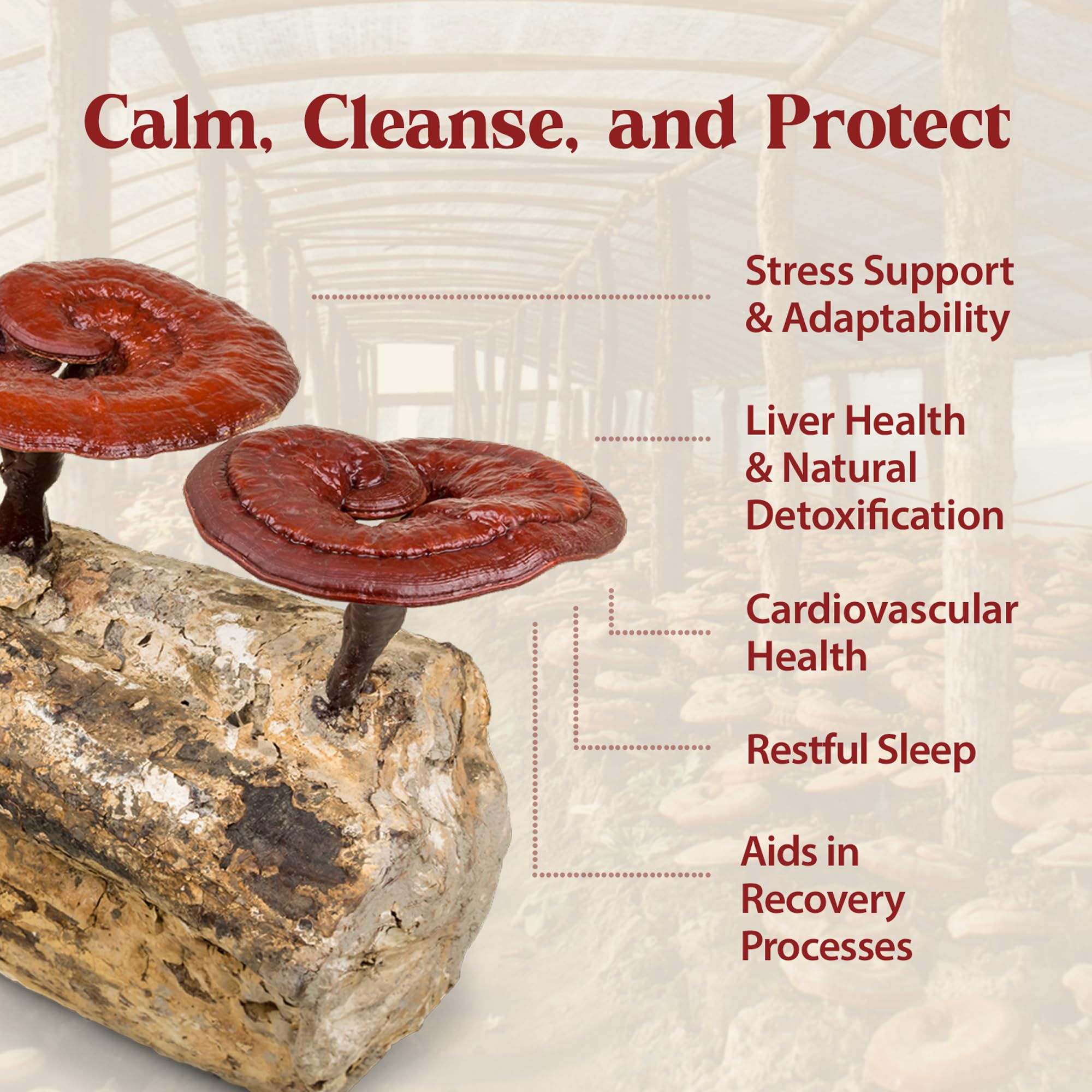 Dragon Herbs Duanwood Reishi Drops – Organic Mountain Grown Mushroom Tincture
