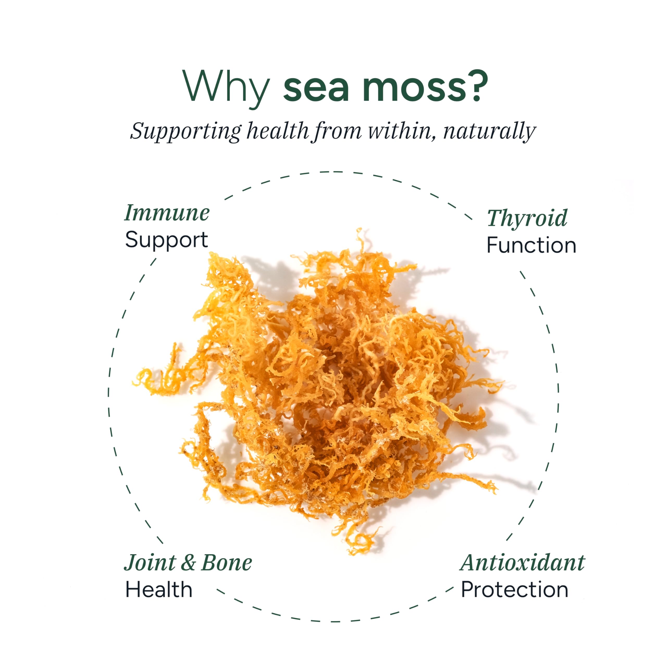 ROOT LABS Sea Moss Gummies – 92+ Minerals, KSM-66 Ashwagandha, Black Seed Oil | 60 Gummies