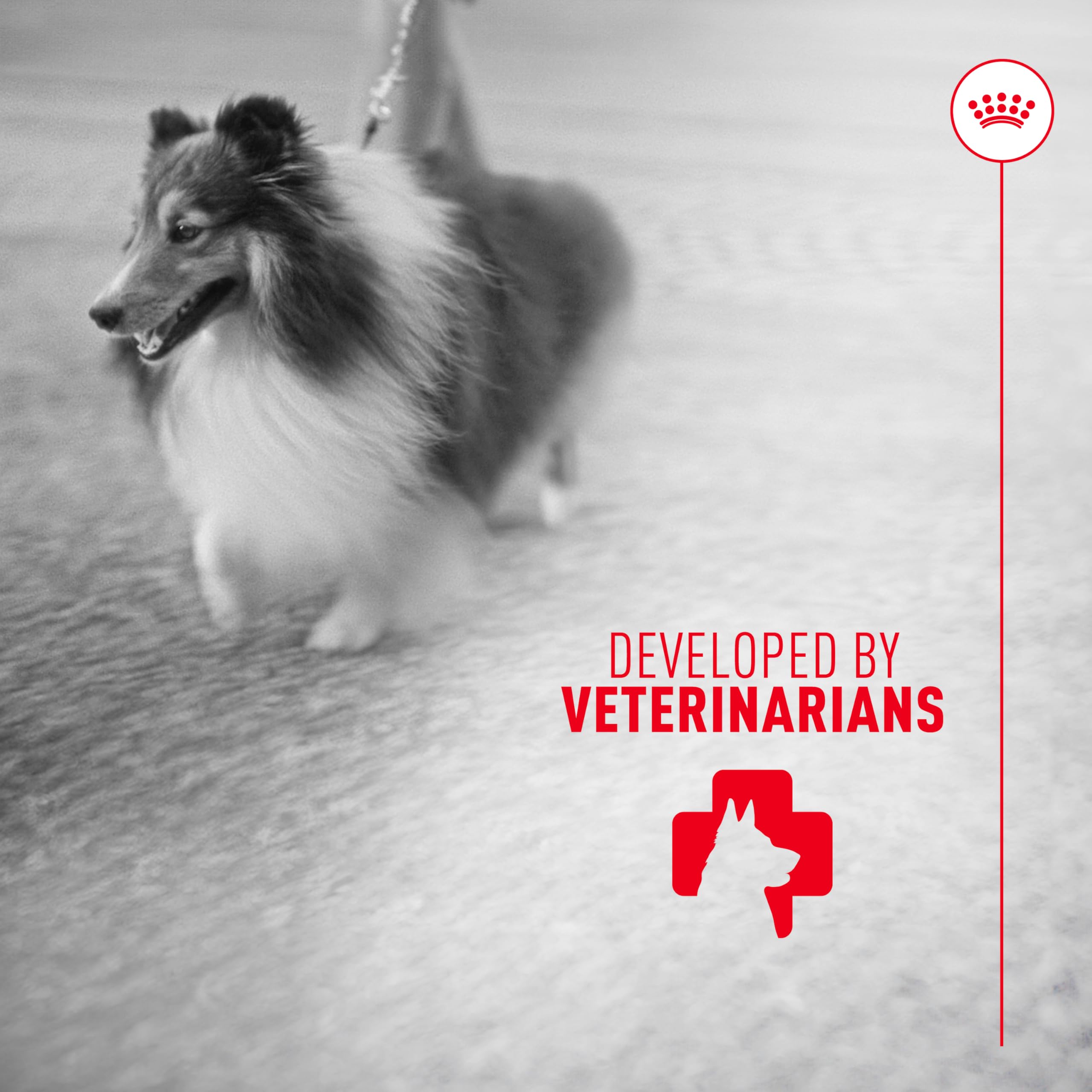 Royal Canin Skin & Coat Soft Chews for Adult Dogs – 60 Count