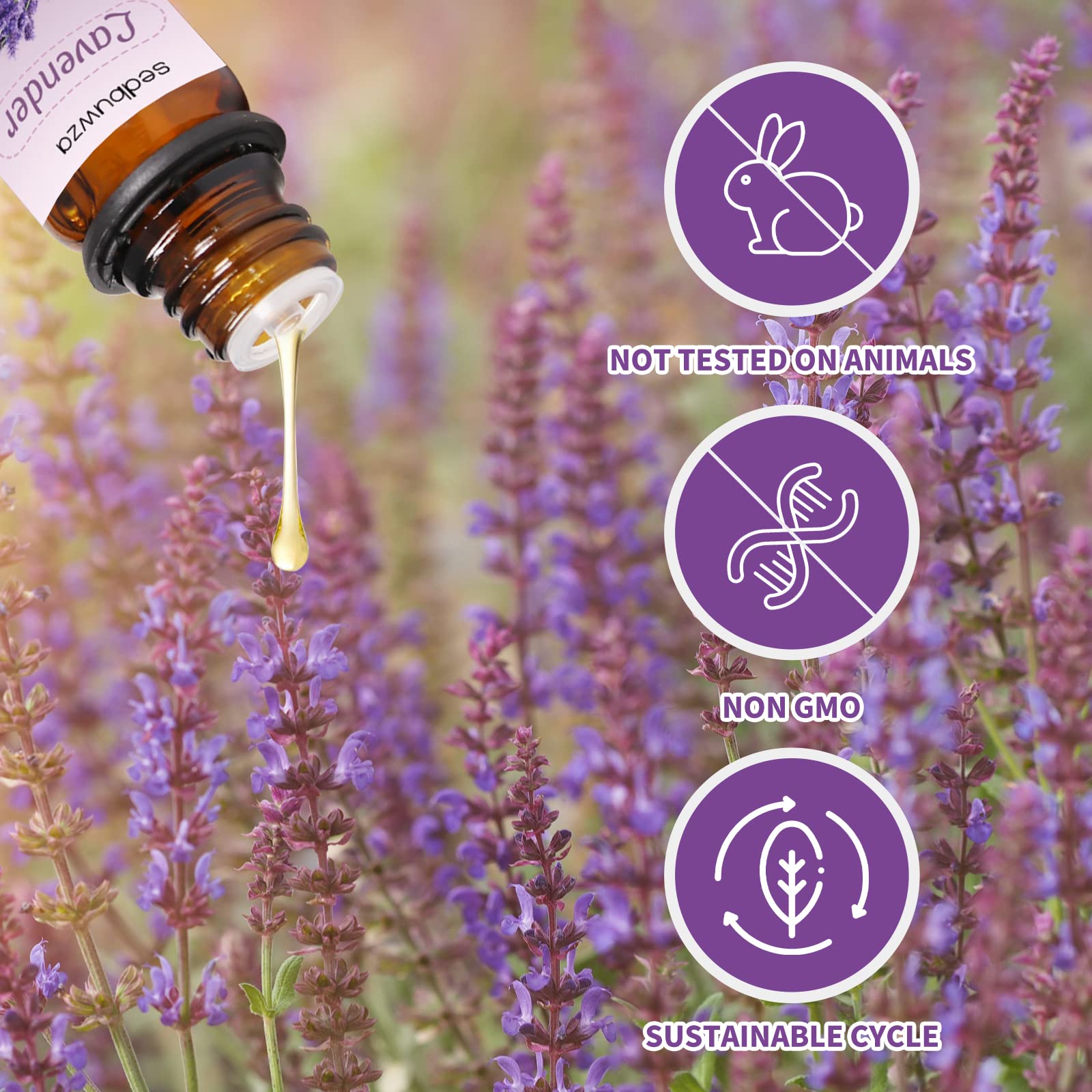 Sedbuwza Lavender & Eucalyptus Essential Oil Set – 2 x 10 ml | Diffuser, Aromatherapy, Soap & Candle Making