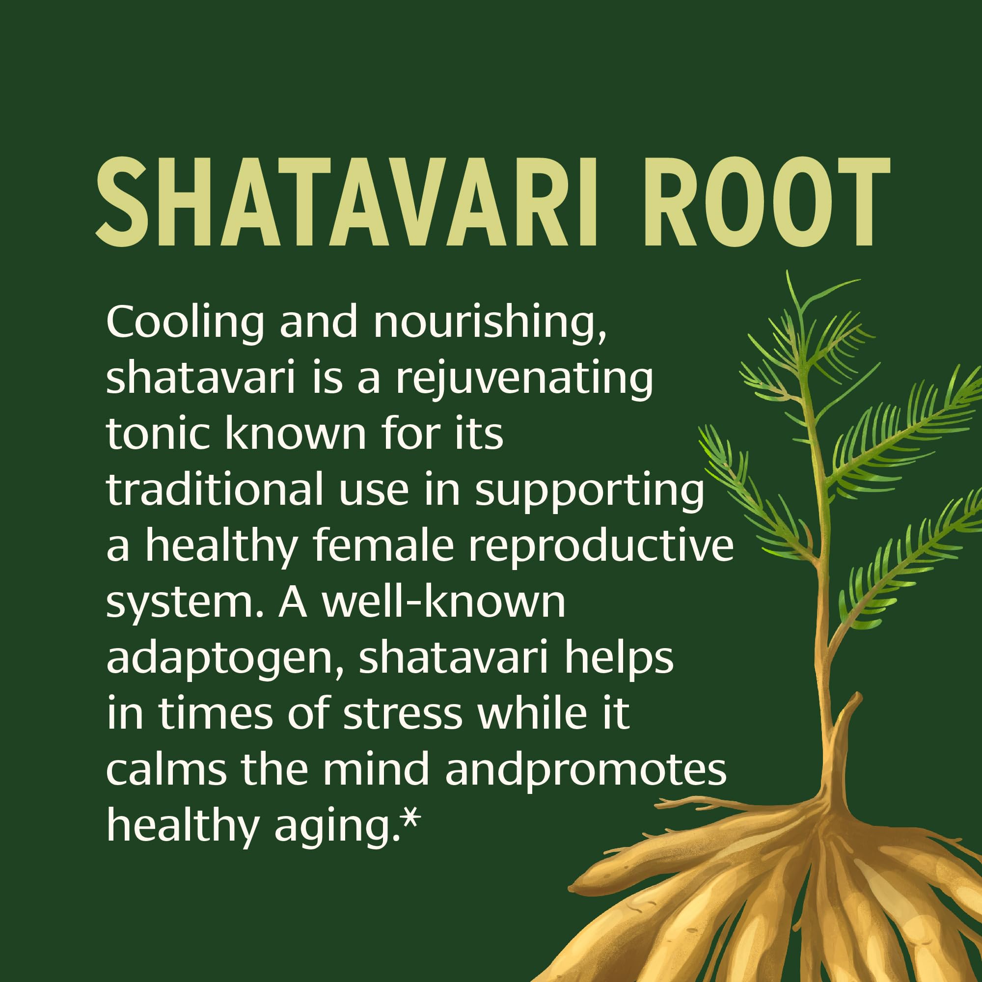 Shatavari Tablets – Organic Asparagus Racemosus Root (90 Tablets) | Vegan & Non-GMO | Banyan Botanicals