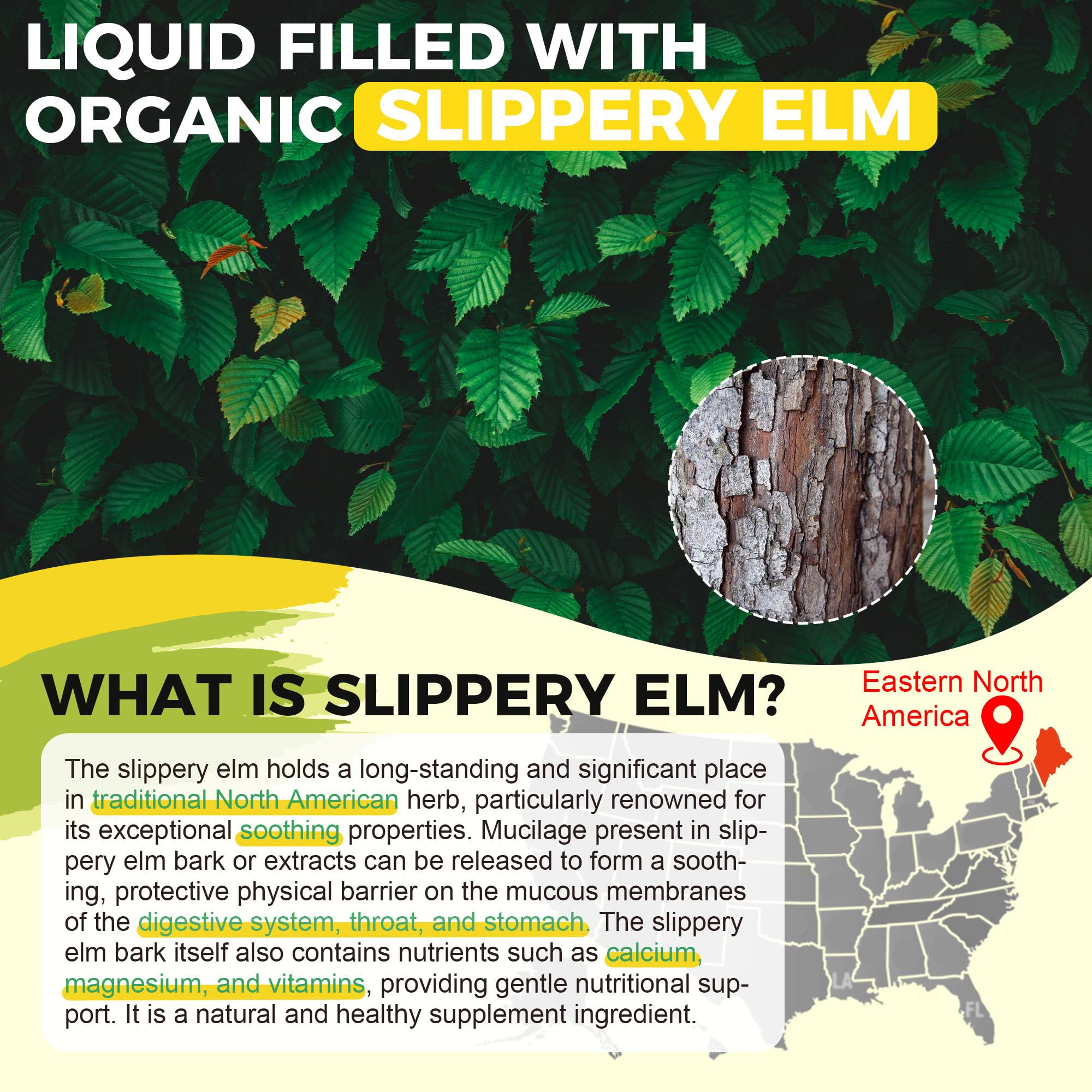 Slippery Elm Liquid Drops with Marshmallow Root & DGL – Digestive Health, Throat & Immune Support – Vegan 60ML