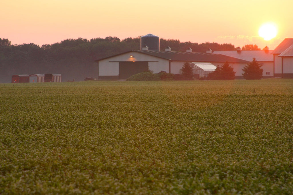 Standard Process Orchex - 150 Capsules | Calming Support & Focus