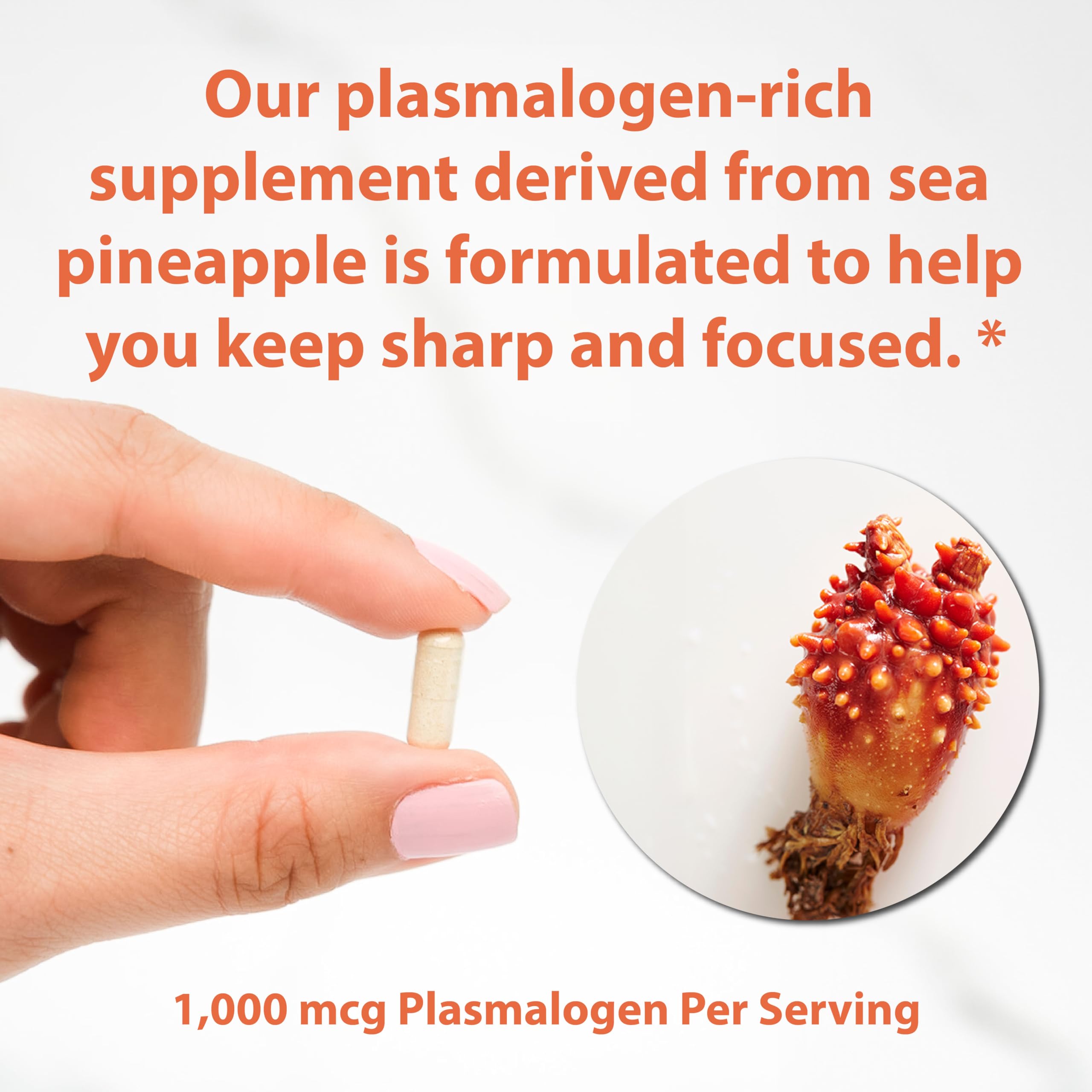 Sun Neuro Nootropic Brain Supplement | Plasmalogen Boost from Sea Pineapples | 180 Caps