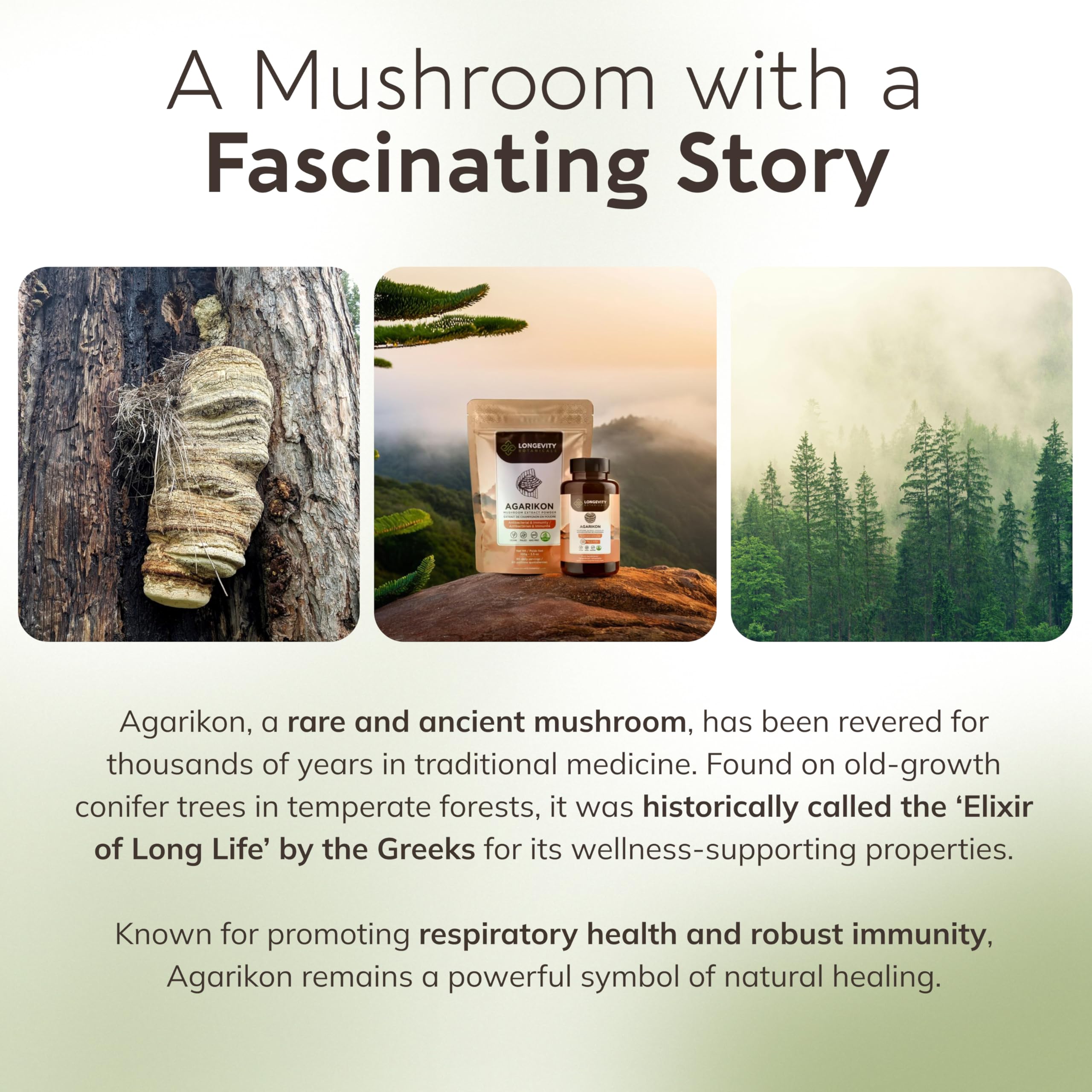 Longevity Botanicals Agarikon Mushroom Extract Capsules (120) – 10:1 Concentrate, 100% Fruiting Bodies