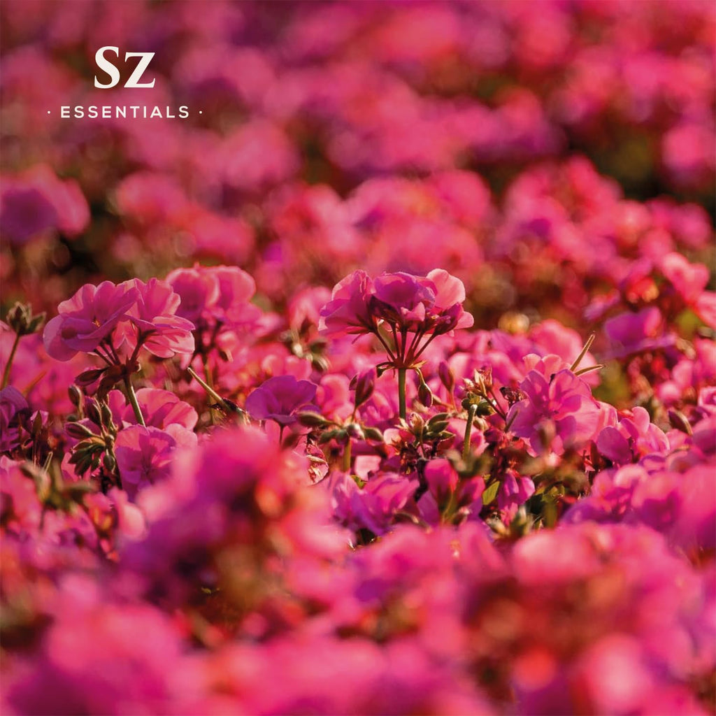 Sz Essentials – Geranium Rosé Essential Oil 5mL – 100% Pure & Natural (Pelargonium graveolens var. roseum) – Vegan & Therapeutic Grade