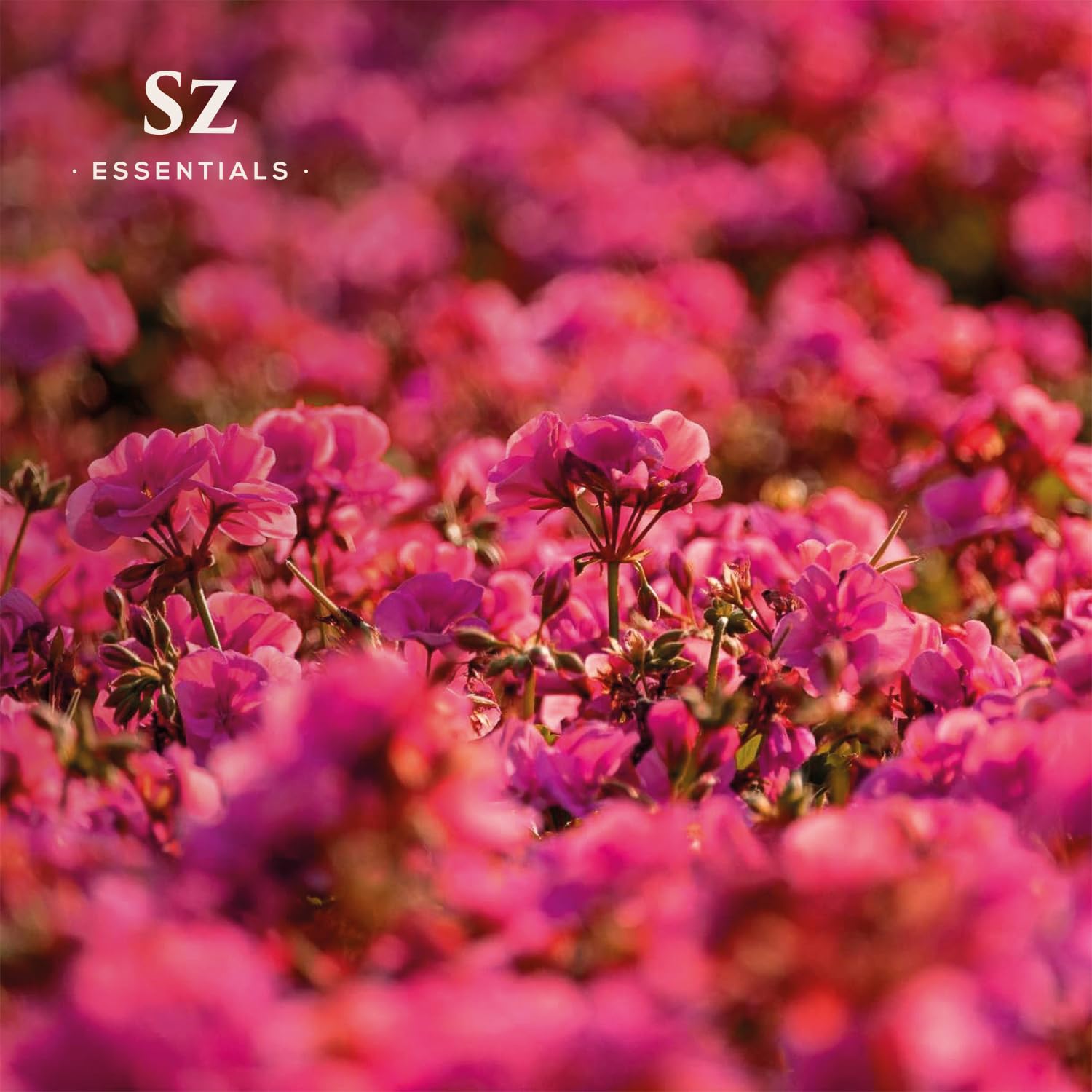 Sz Essentials – Geranium Rosé Essential Oil 5mL – 100% Pure & Natural (Pelargonium graveolens var. roseum) – Vegan & Therapeutic Grade